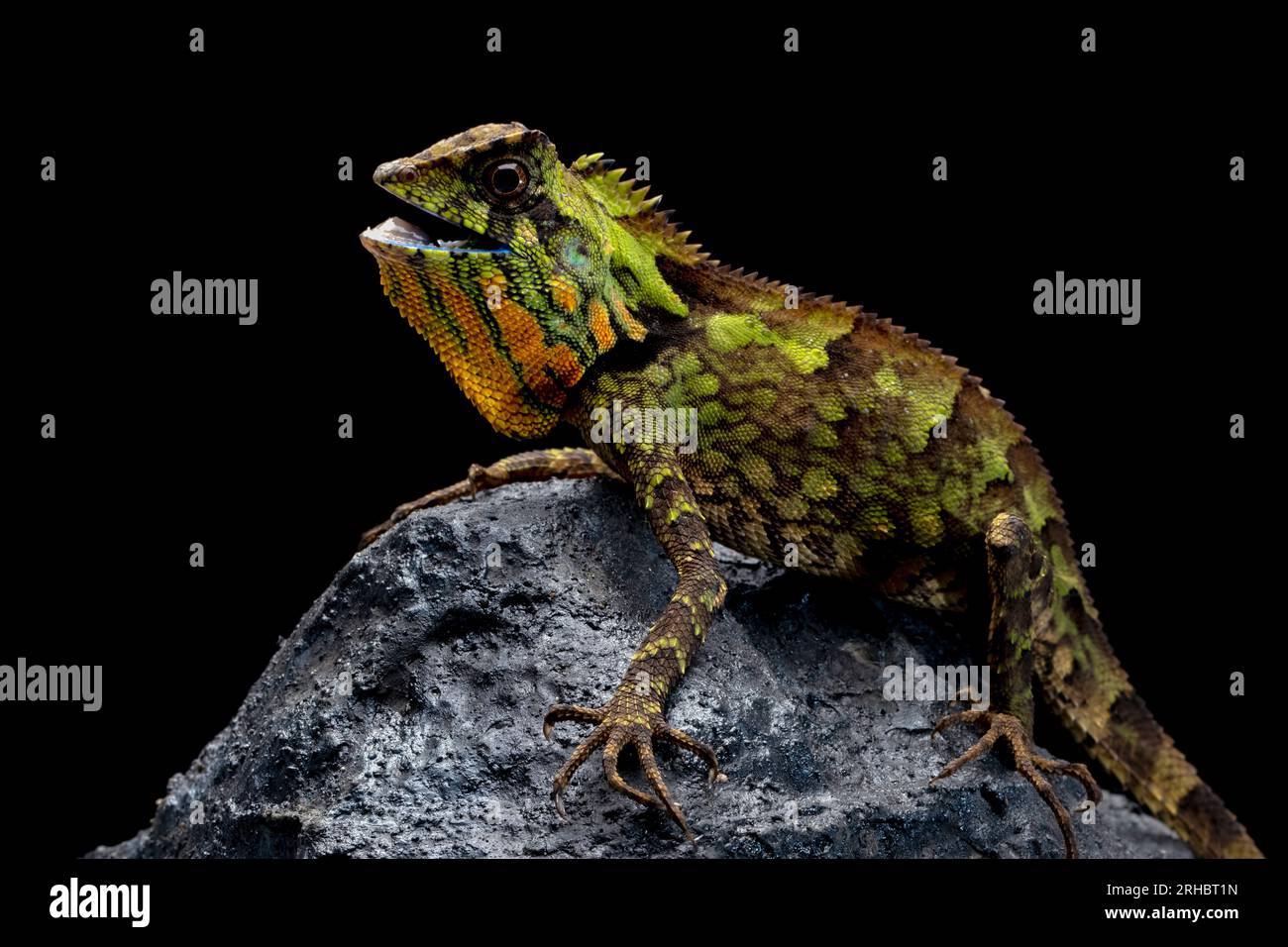 Kuhl's angelhead lizard (Gonocephalus kuhlii) on a rock, Indonesia Stock Photo