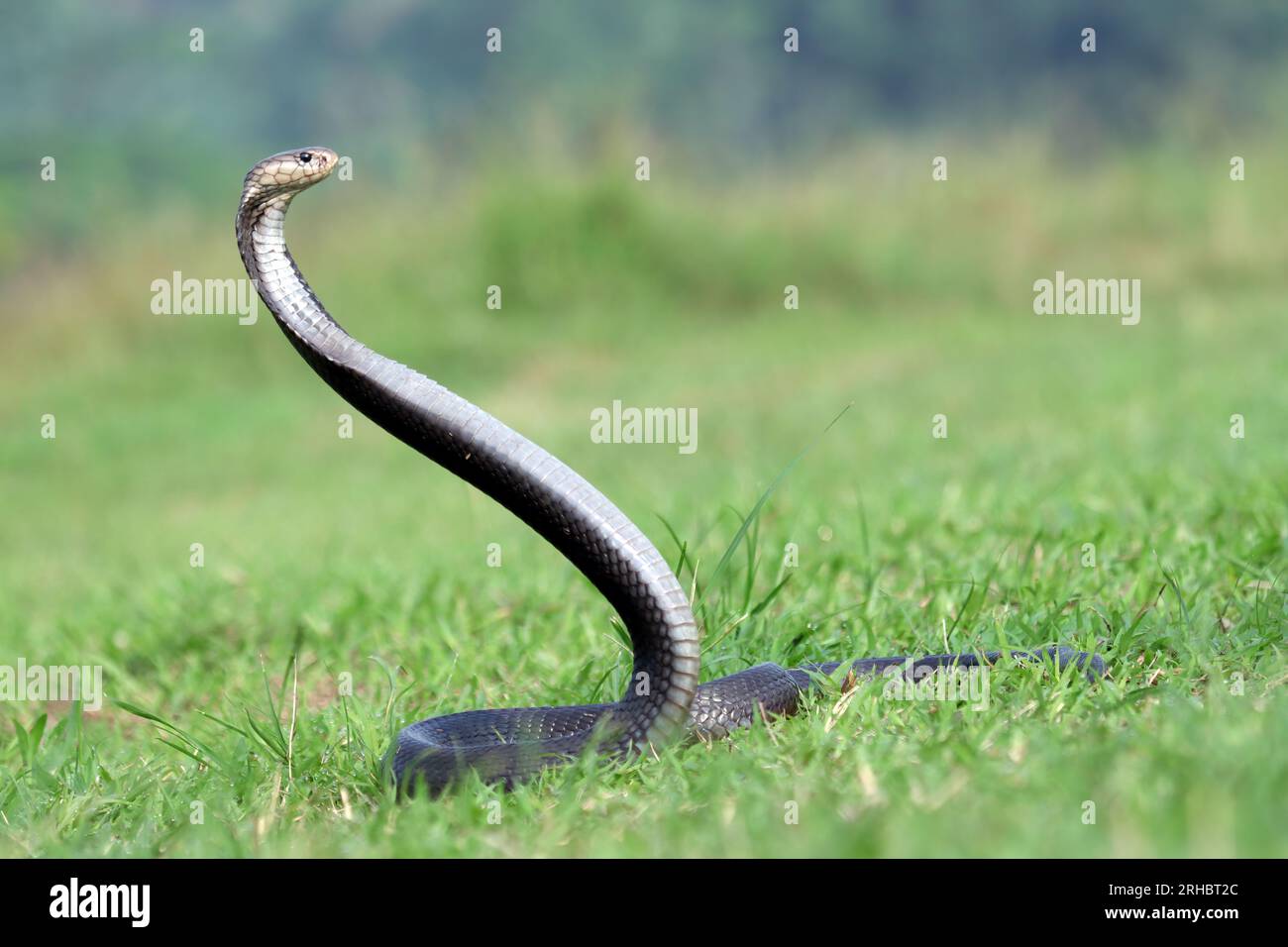 Javan cobra (Naja sputatrix) rearing up ready to strike, Indonesia Stock Photo