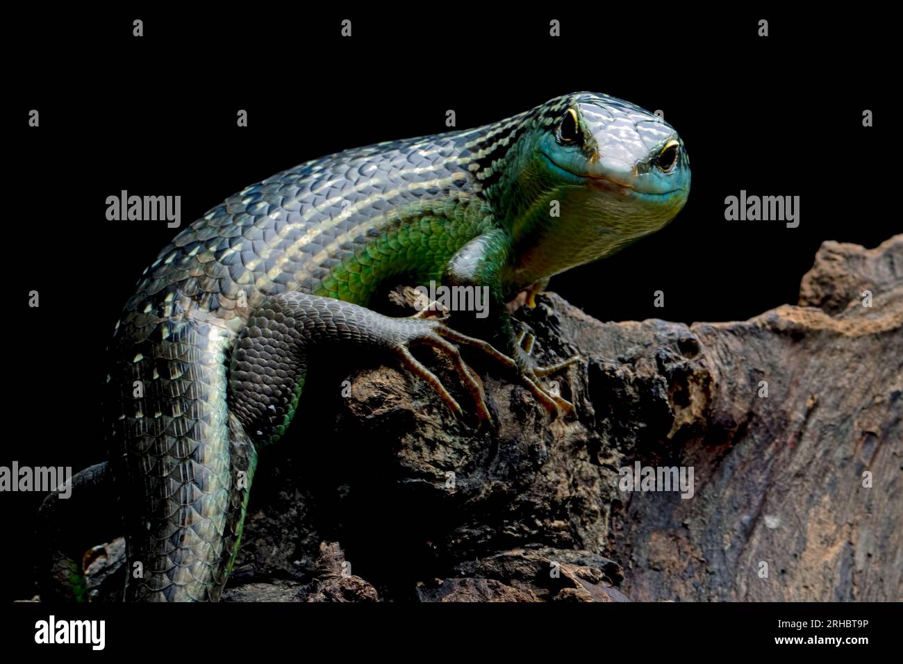 Olive Tree Skink on a tree trunk, Indonesia Stock Photo