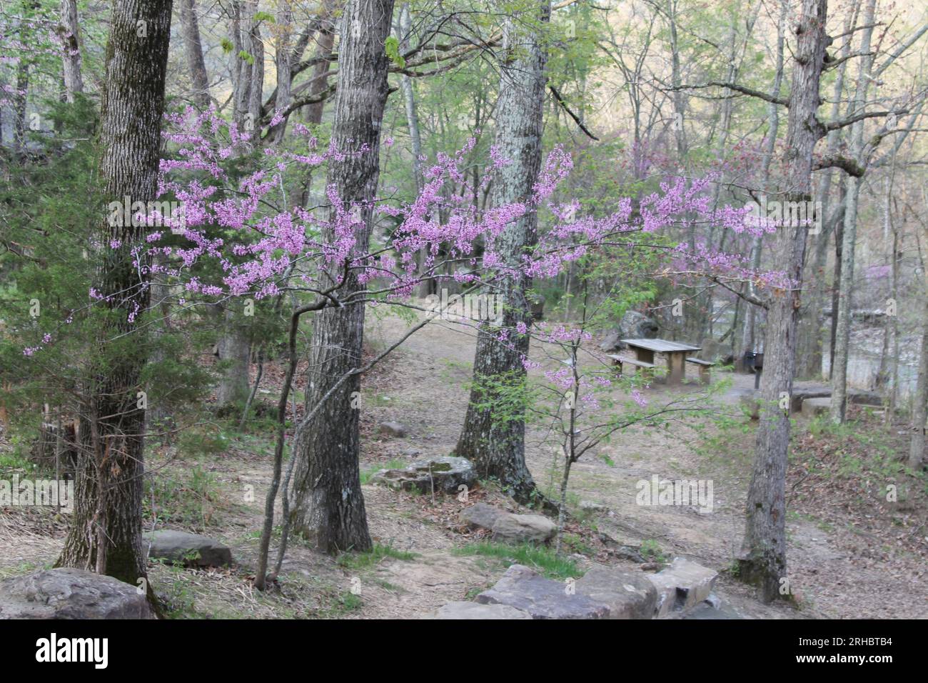 Flowering trees at Devil's Den State Park in Arkansas Stock Photo Alamy
