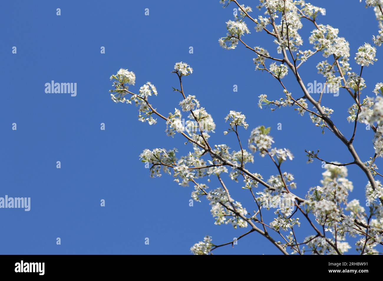 Flowering trees in Joplin, Missouri Stock Photo Alamy
