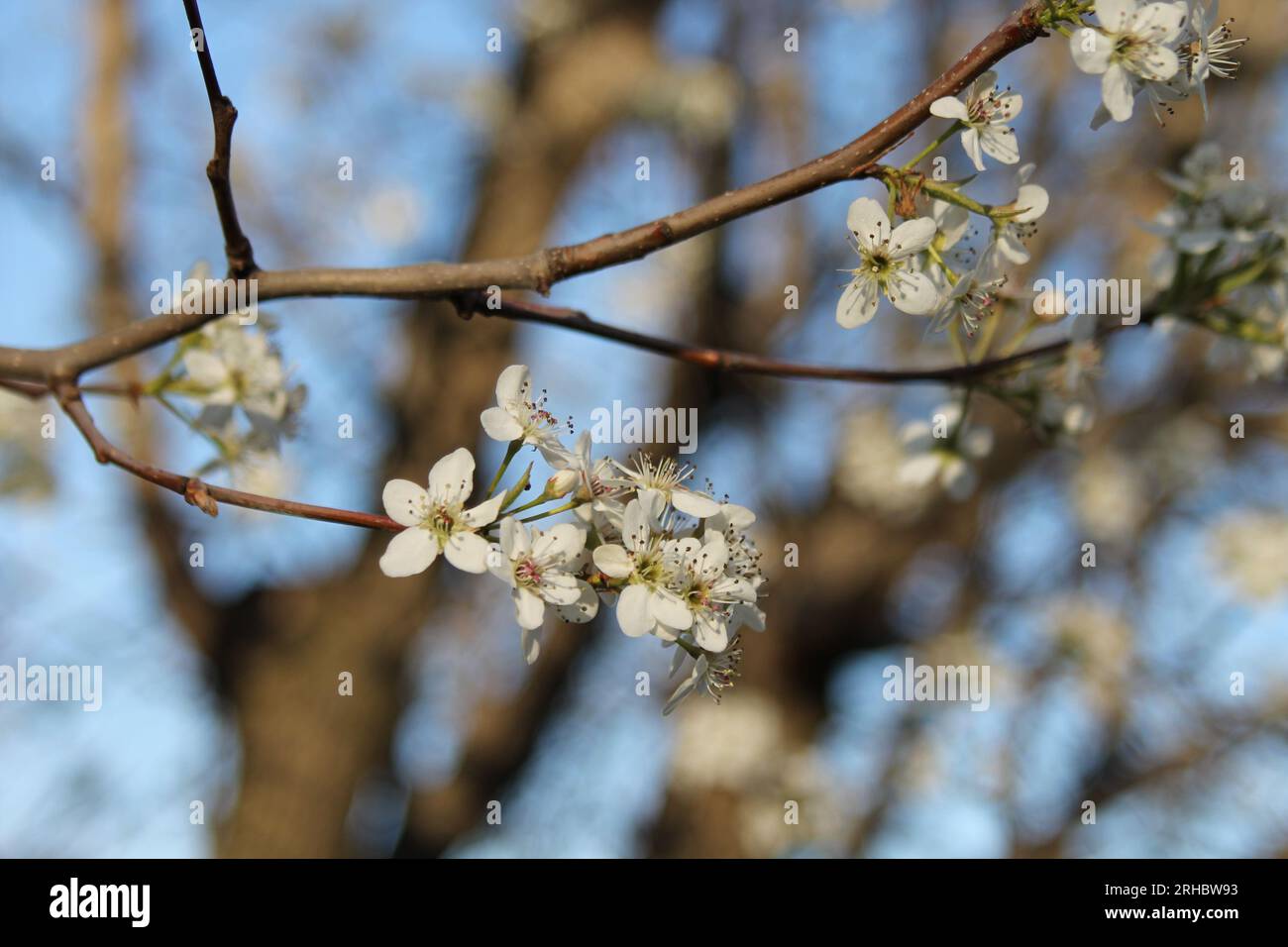 Flowering trees in Joplin, Missouri Stock Photo Alamy