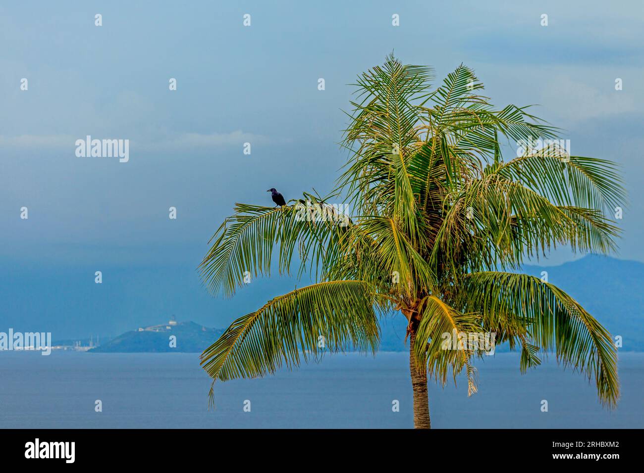 Palm tree by ocean, Batangas, Calabarzon, Luzon, Philippines Stock Photo
