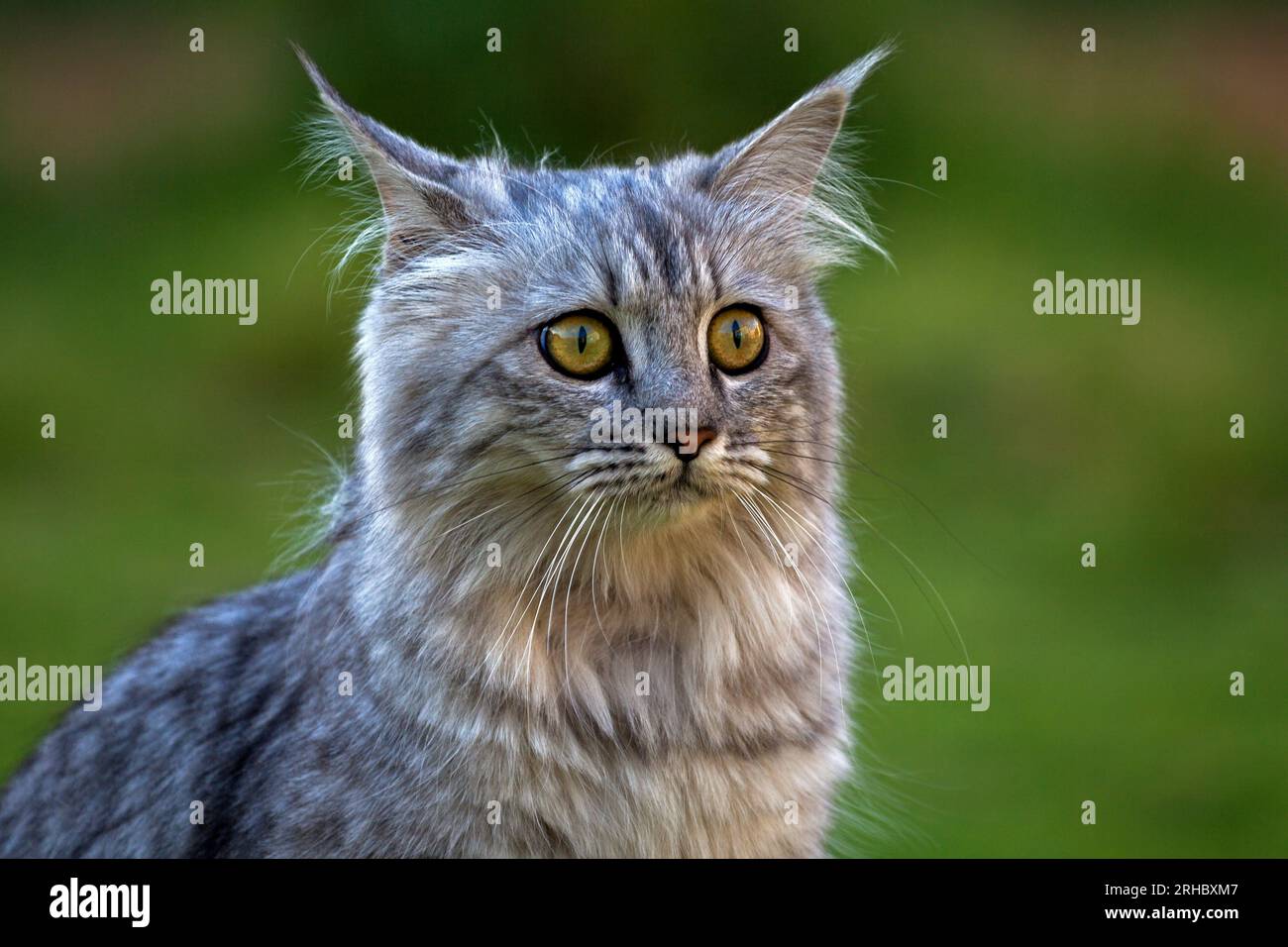 Close-up portrait of a tabby cat Stock Photo