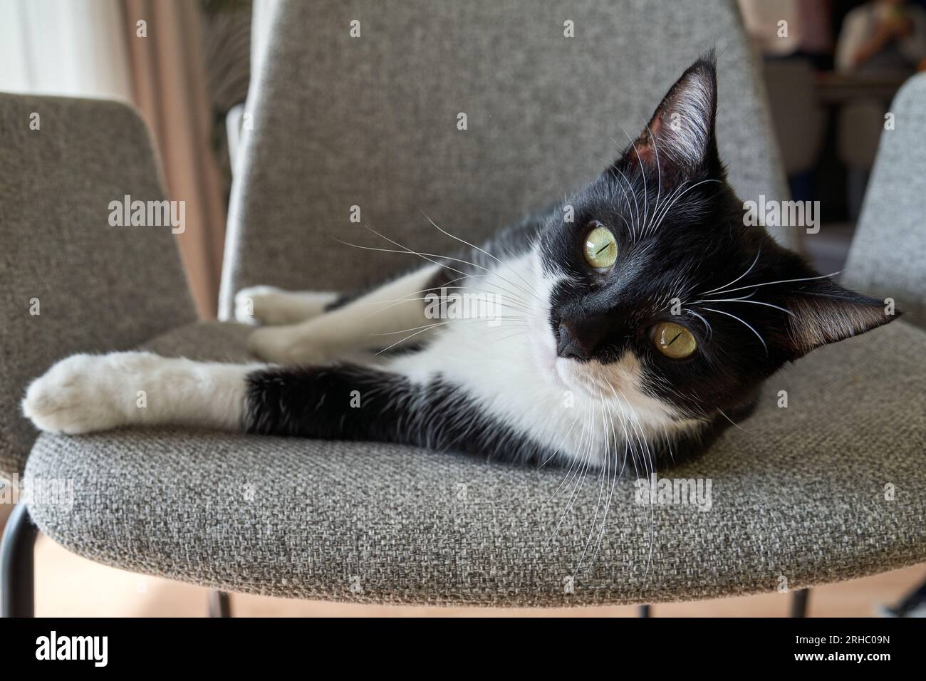 Adorable black and white cat with green eyes lying on chair and looking ...