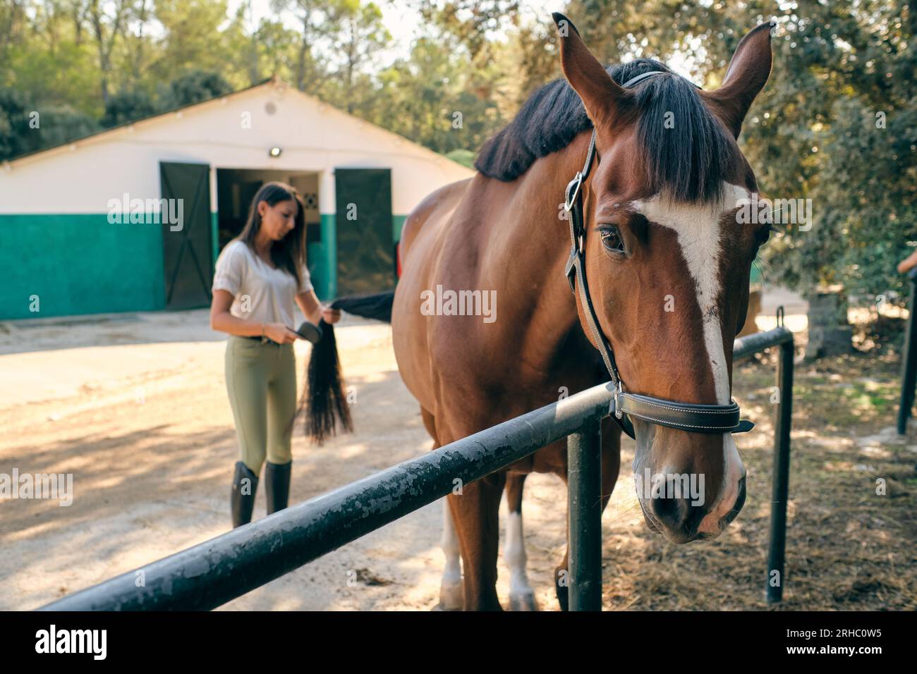 Blurred female equestrian brushing long tail of chestnut horse in reins standing near railing in paddock in countryside Stock Photo