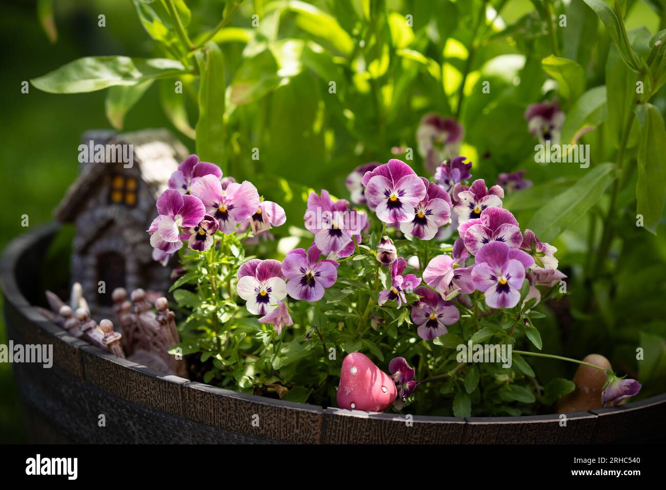 Violas planted in a fairy garden Stock Photo