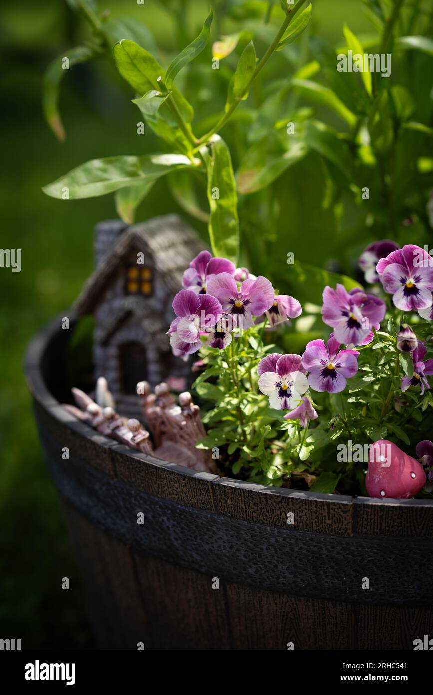 Violas planted in a fairy garden Stock Photo