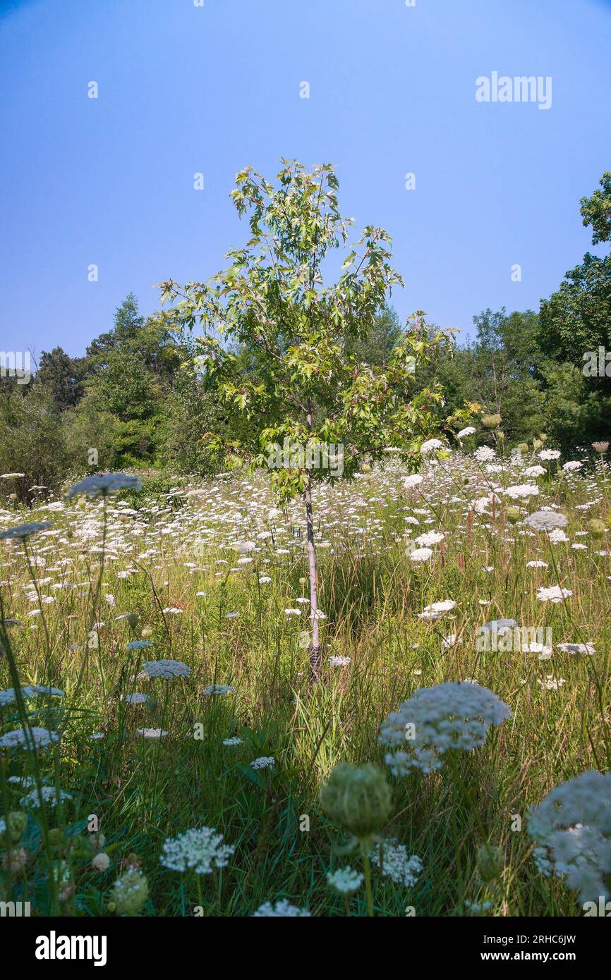 A young maple tree in the middle of a field with flowers as white as a veil Stock Photo