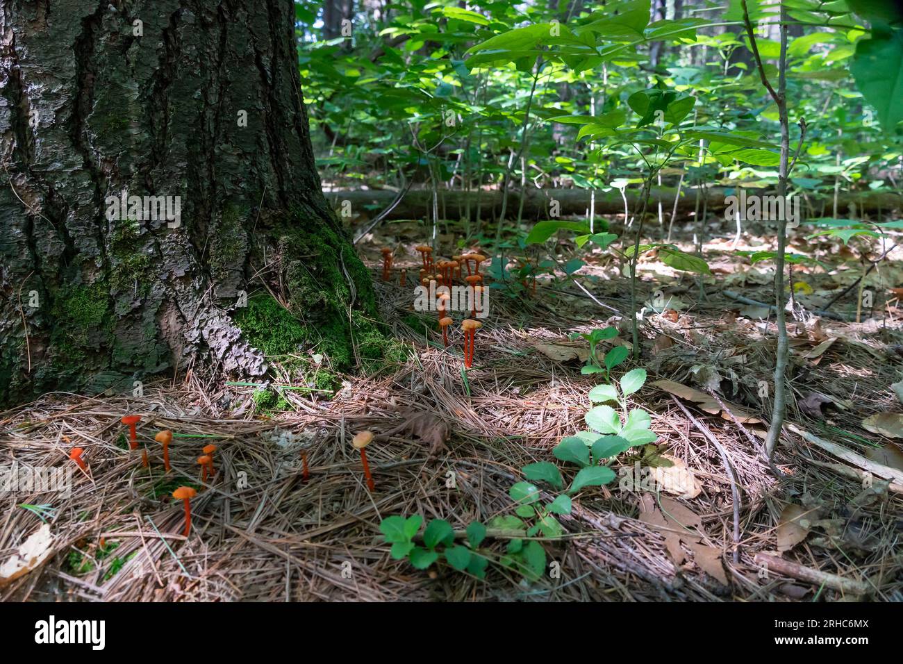 Mushrooms on thin red legs grow among pine needles near the roots of a large tree Stock Photo