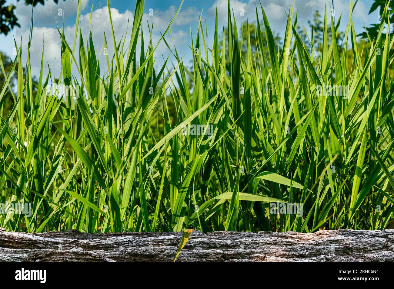 Tall green grass thrived behind an old log fence Stock Photo - Alamy