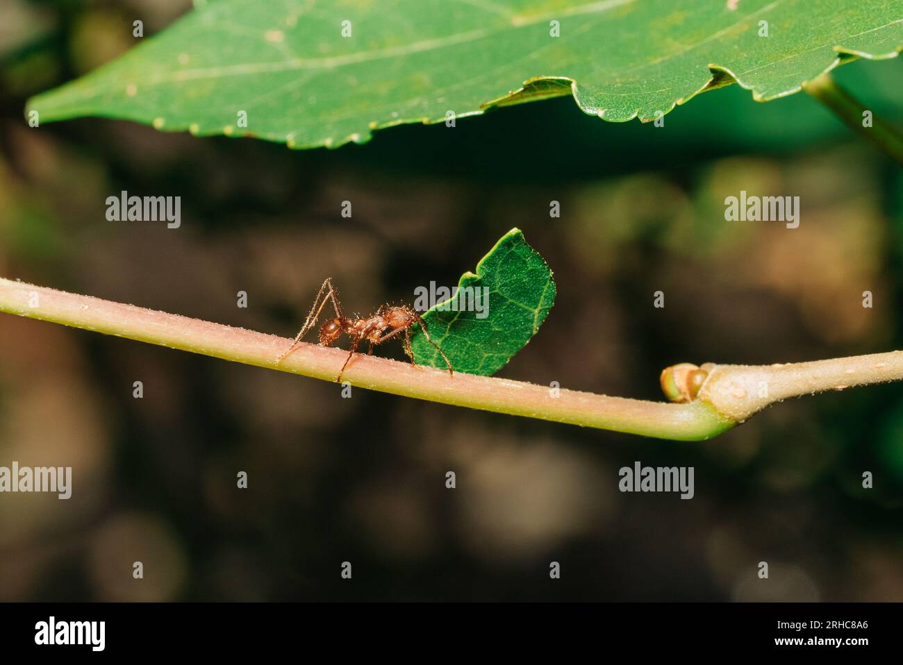 Leafcutter ant carrying a leaf back to its colony. Stock Photo
