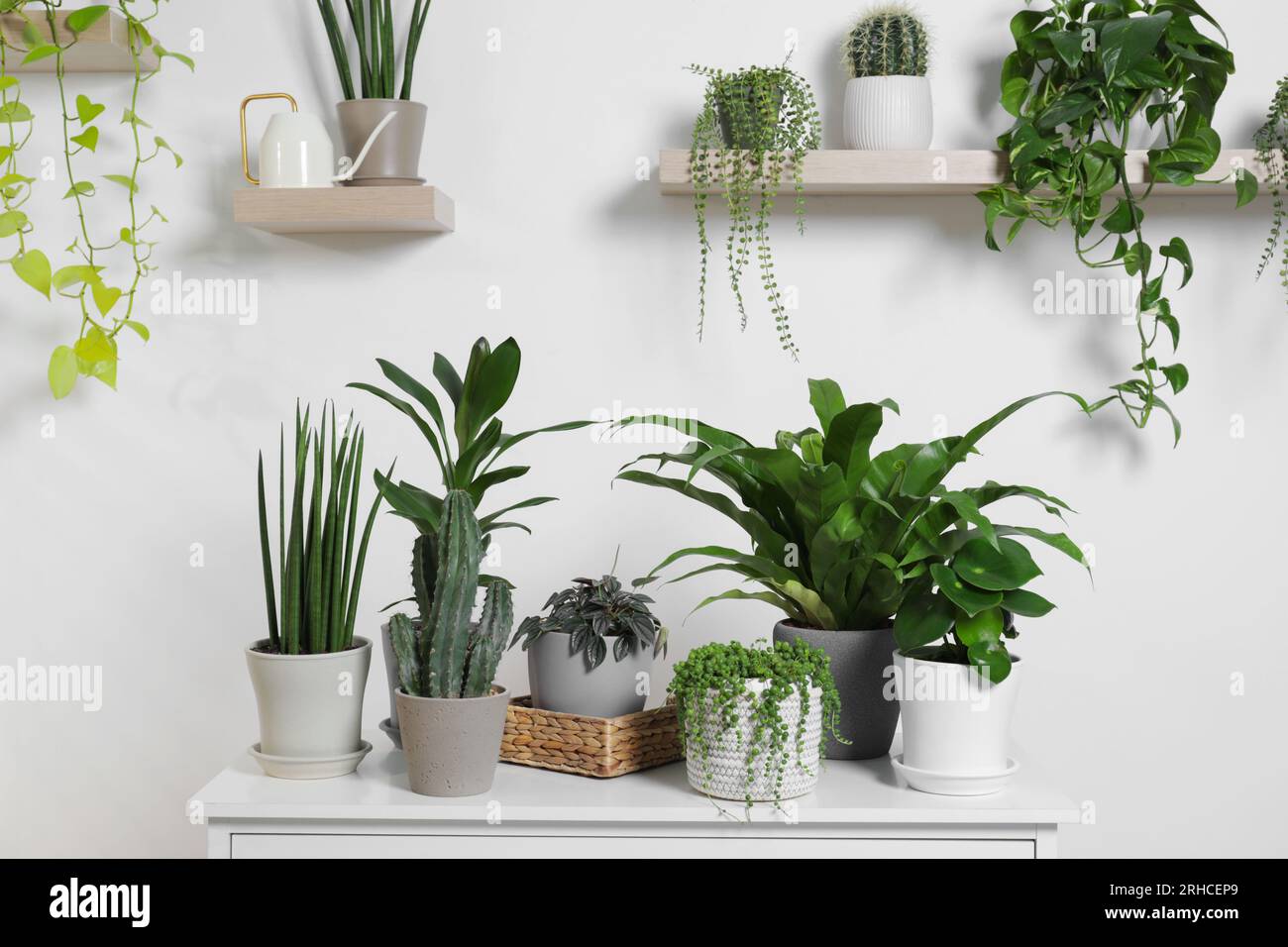 Green houseplants in pots and watering can near white wall Stock Photo ...