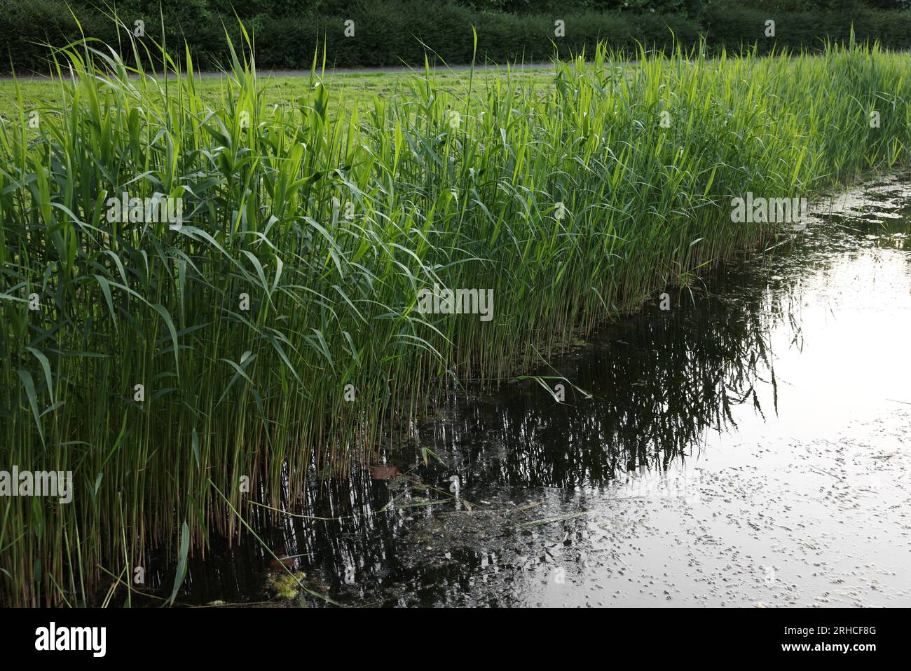View channel green reeds hires stock photography and images Alamy