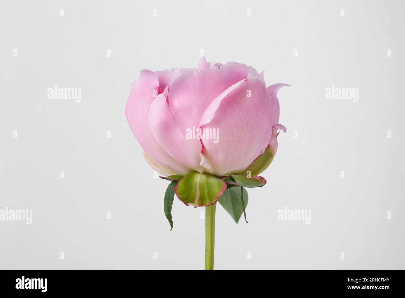 Beautiful pink peony flower on white background Stock Photo - Alamy