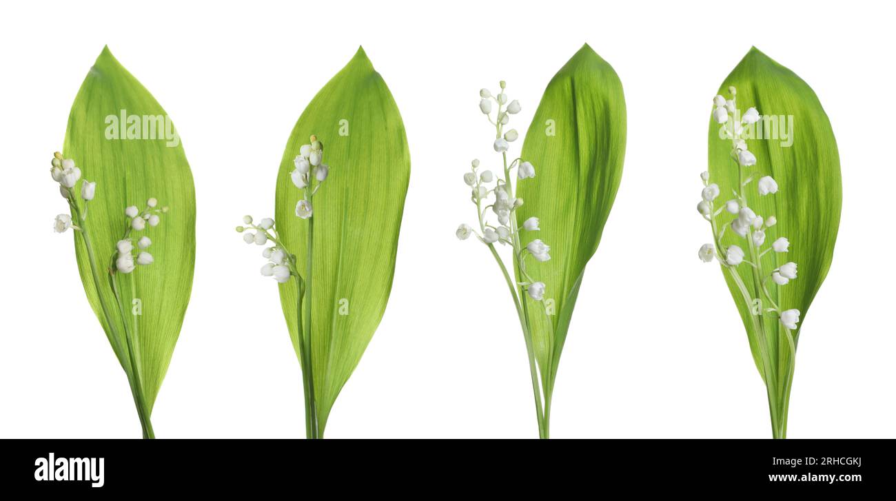 Set of beautiful lily of the valley flowers with green leaves on white ...