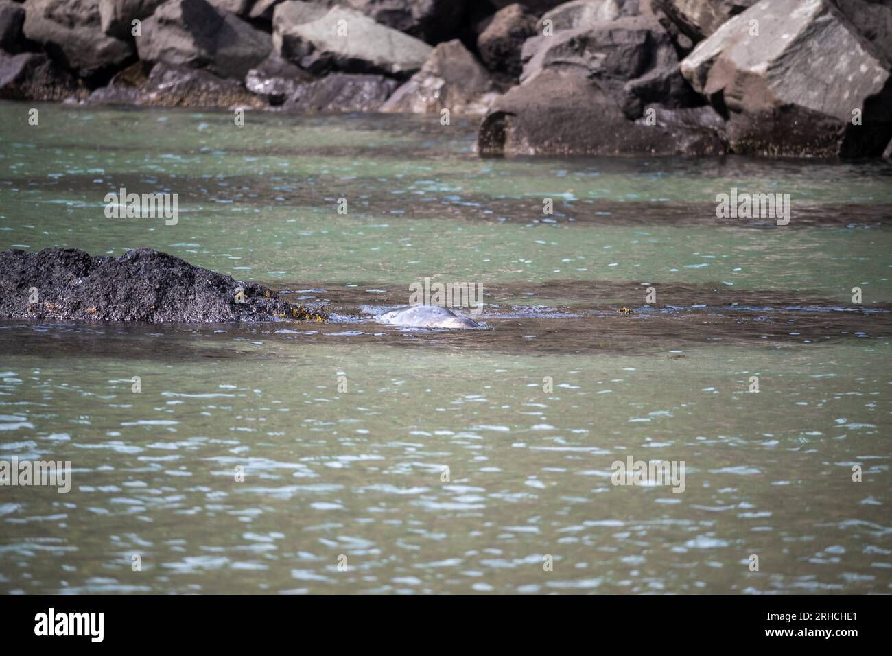 Harbor seals at Yaquina Head Natural Area- Oregon 2022 Stock Photo