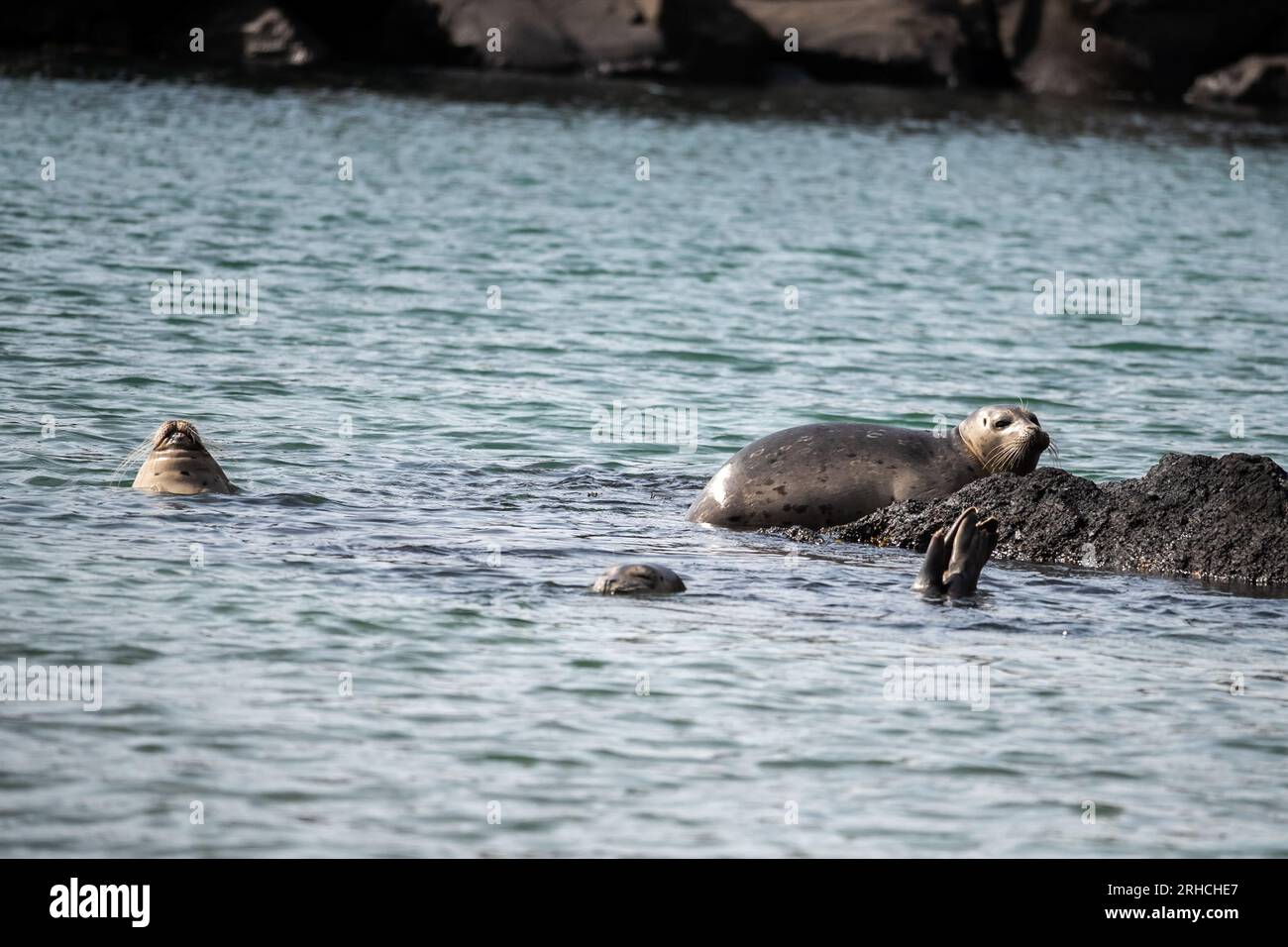 Harbor seals at Yaquina Head Natural Area- Oregon 2022 Stock Photo