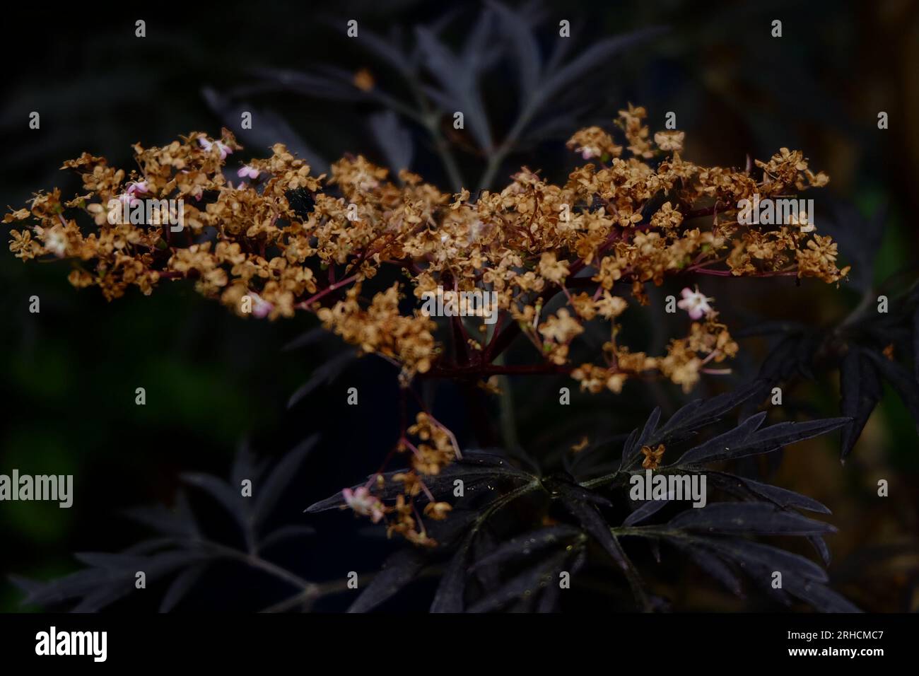 DArk Flower and Dry Plant Stock Photo