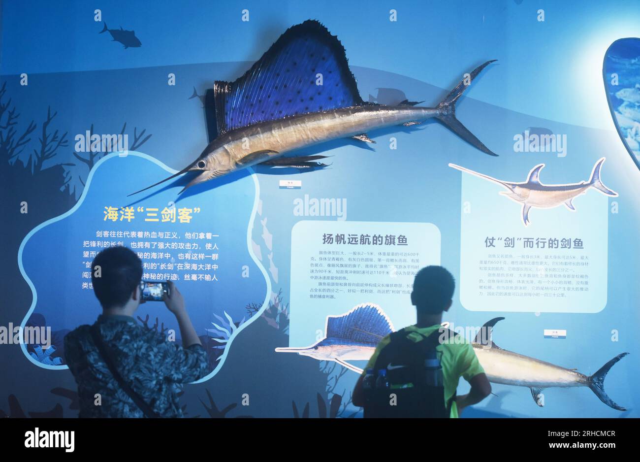 HANGZHOU, CHINA - AUGUST 16, 2023 - Visitors view specimens of swordfish and swordfish at the Nature Museum in Zhejiang province, East China's Zhejian Stock Photo