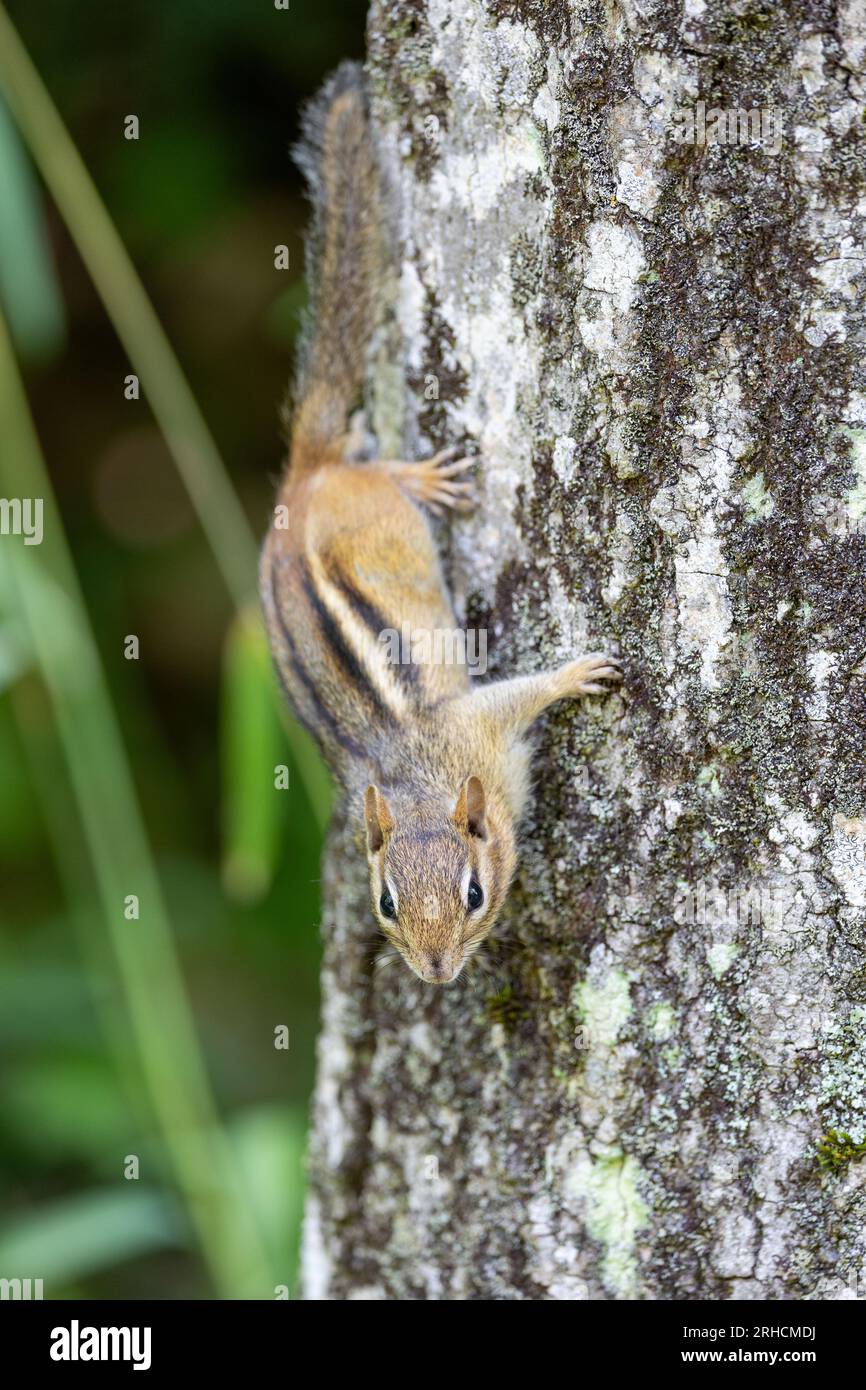 Close-up view of a chipmunk in a tree Stock Photo