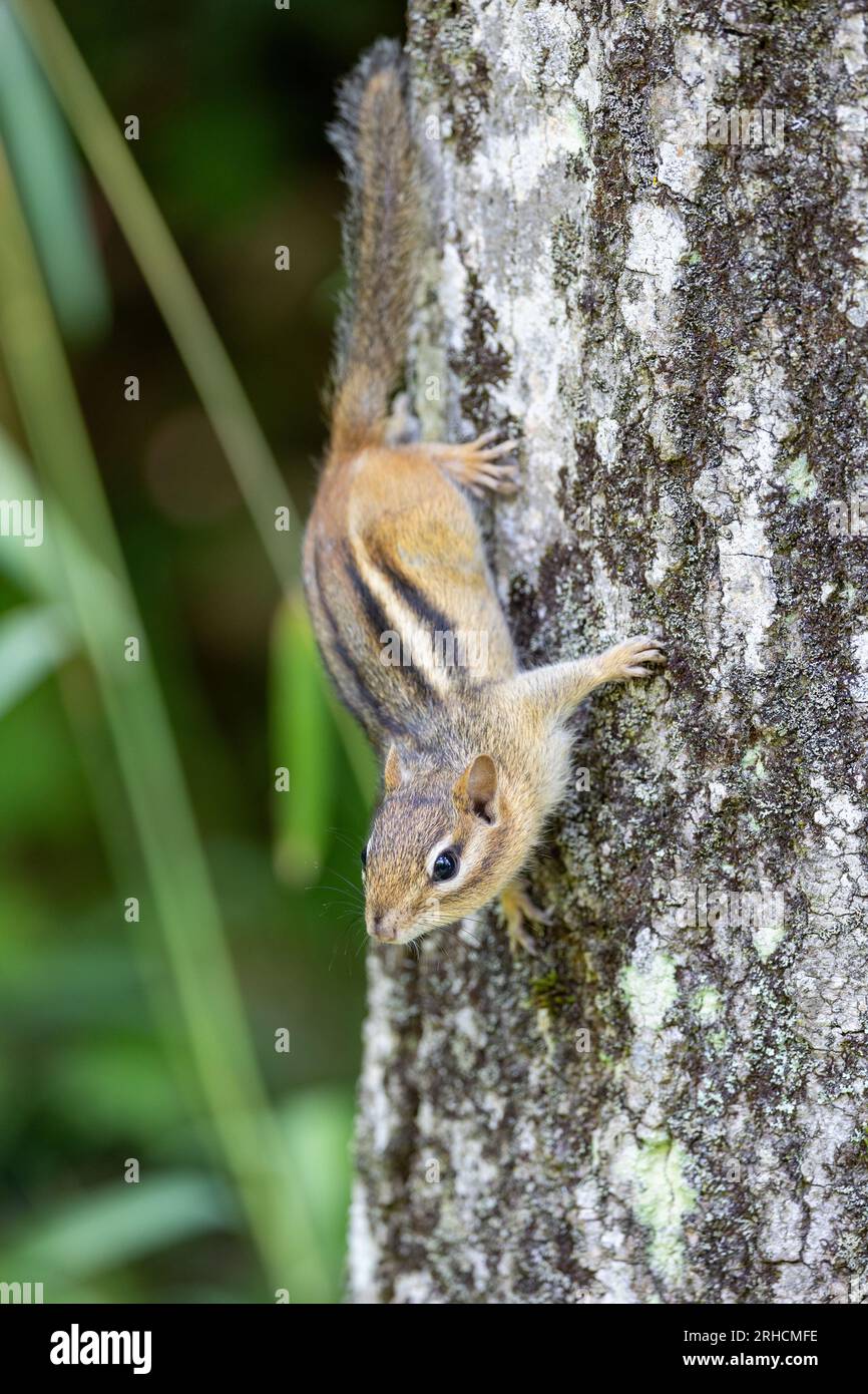 Close-up view of a chipmunk in a tree Stock Photo