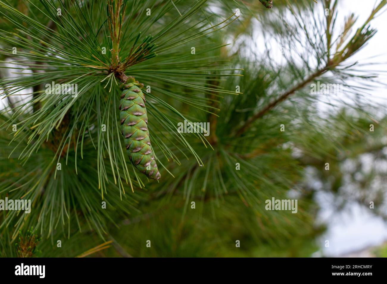 Pine cone on branch - green and immature - long needles - close up ...