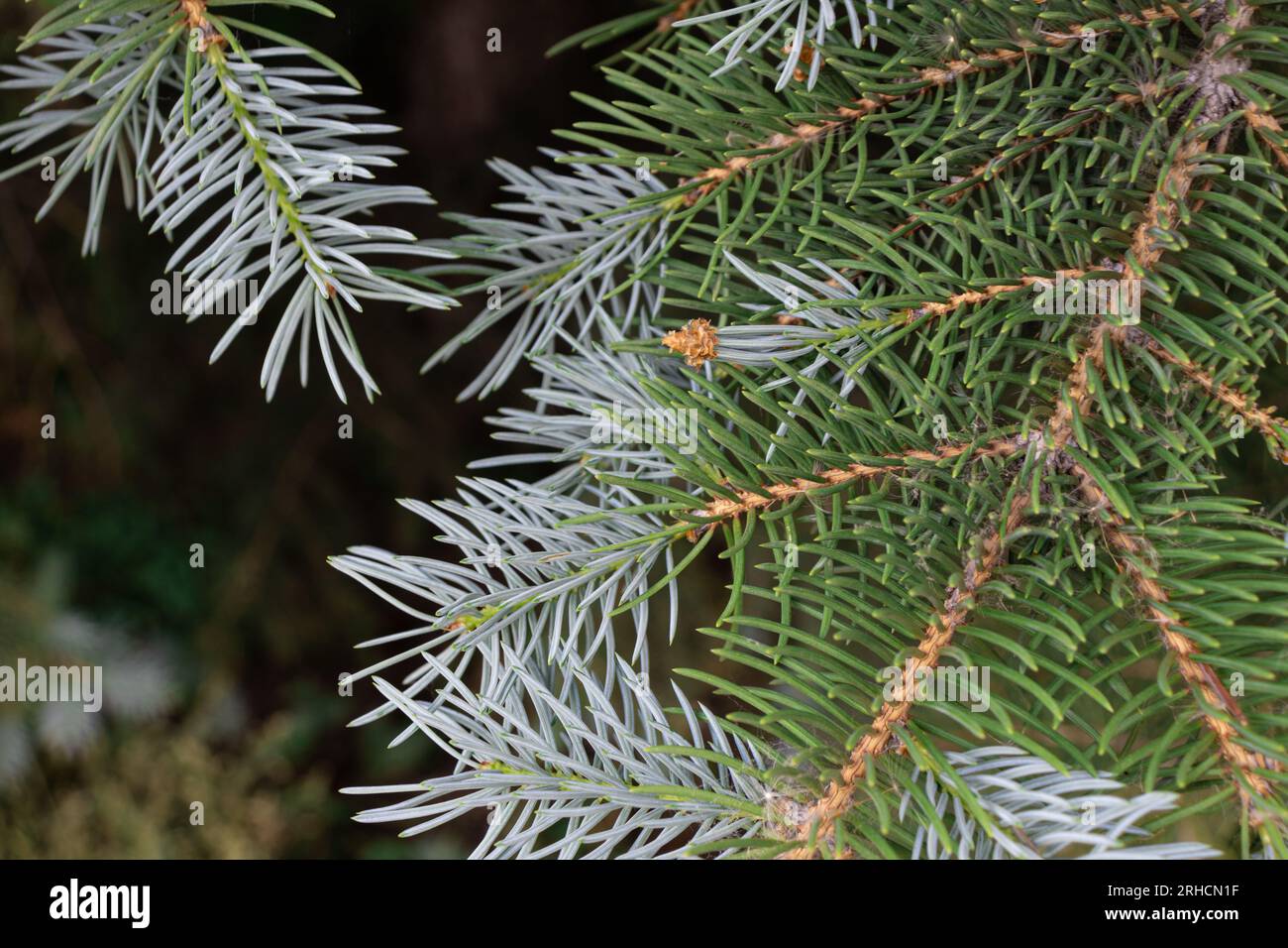 Close-up of pine tree branch with green and white needles and brown pine cones on forest floor background Stock Photo