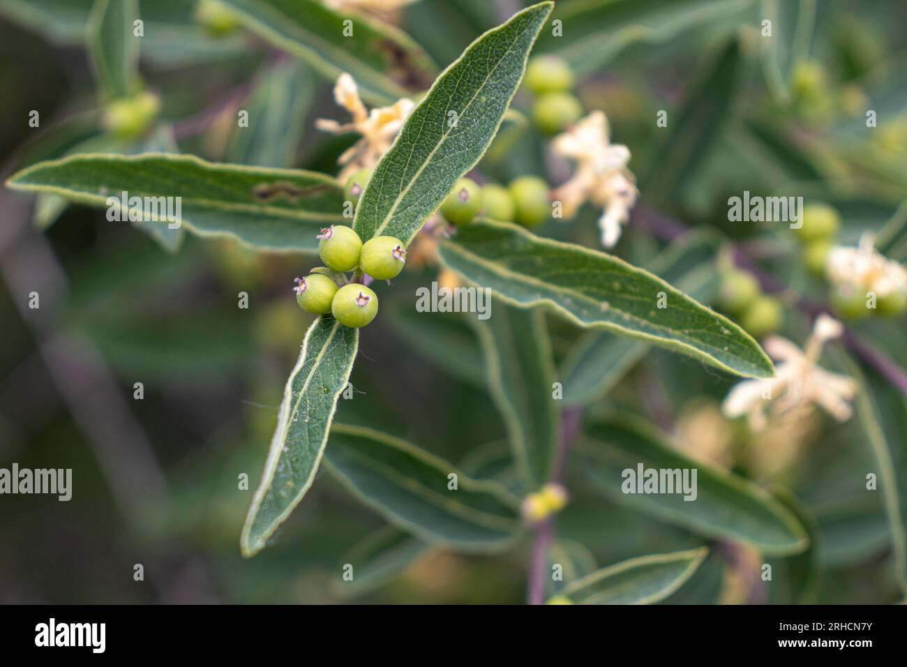 Close-up of green-leaved plant with small green berries - white-bordered leaves - round berries on stem - blurred background Stock Photo