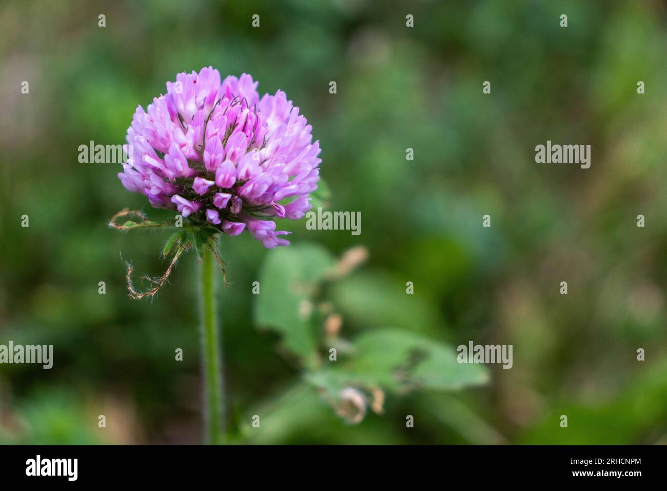Species description hi-res stock photography and images - Alamy
