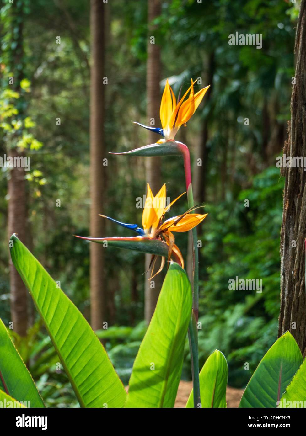 Pointy Strelitzia flowers in glorious orange and blue bloom, large green leaves sunlit Stock Photo