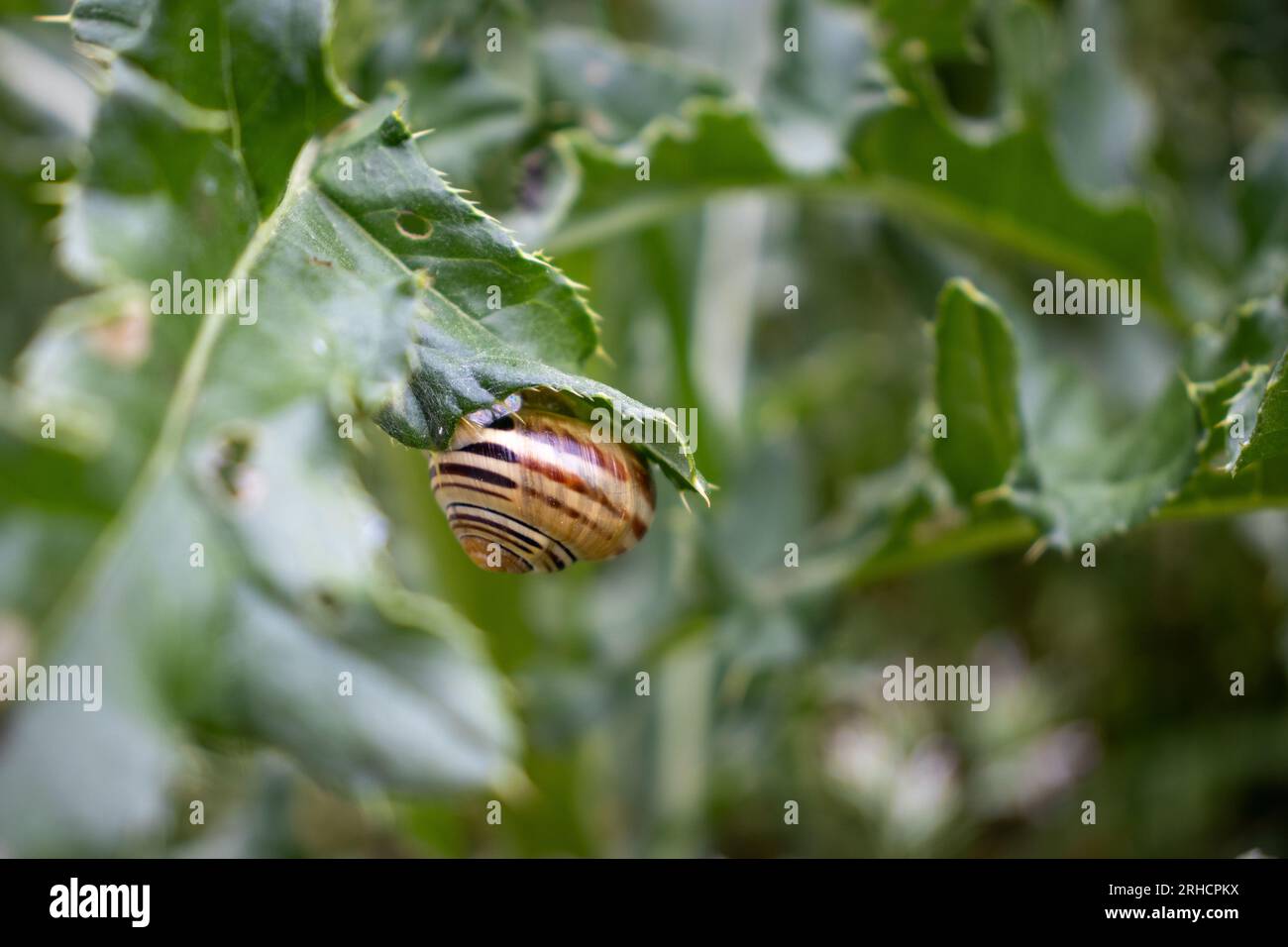 A striped-shell snail on a jagged-edge leaf - shallow depth of field - blurred green background Stock Photo