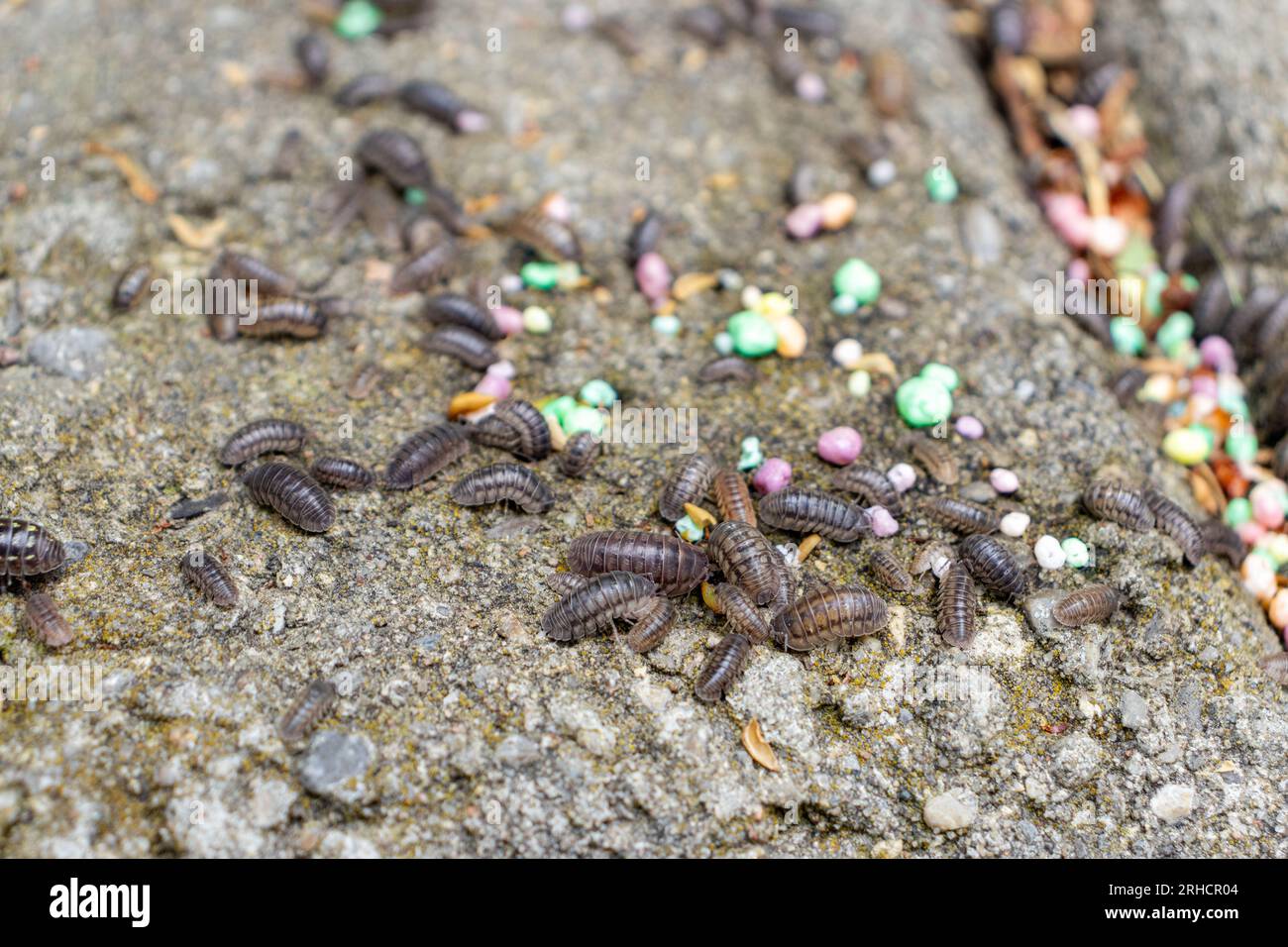 Pill bugs on gray concrete with multicolored pebbles Stock Photo Alamy