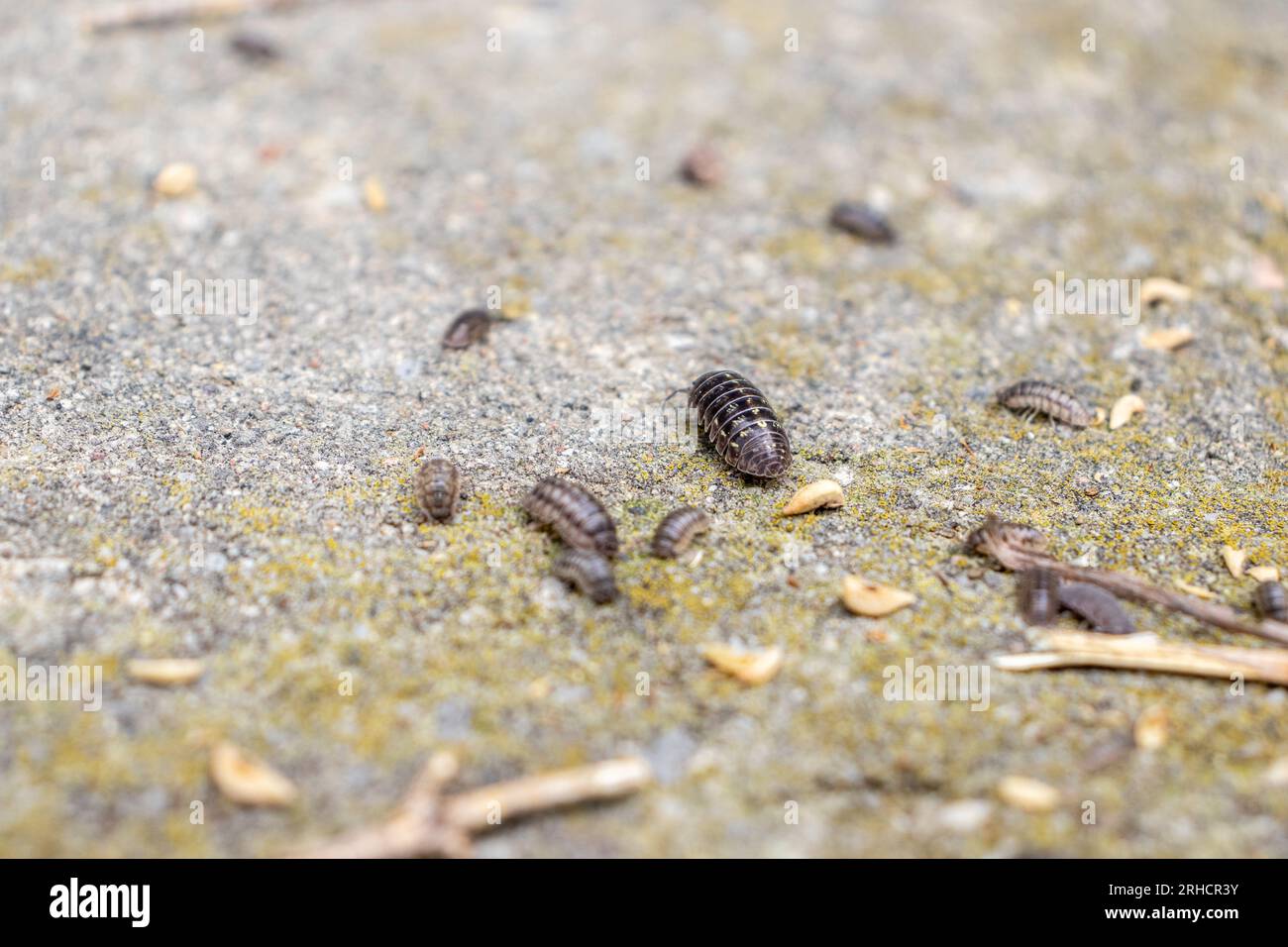 Pill bugs on gray concrete Stock Photo Alamy