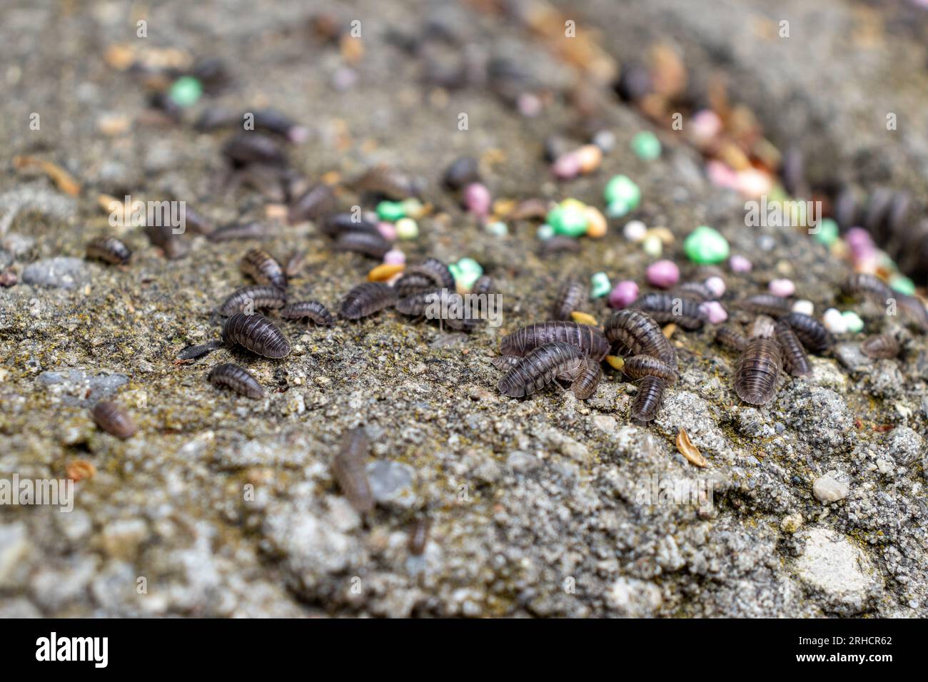 Pill bugs on gray concrete with multicolored pebbles Stock Photo Alamy