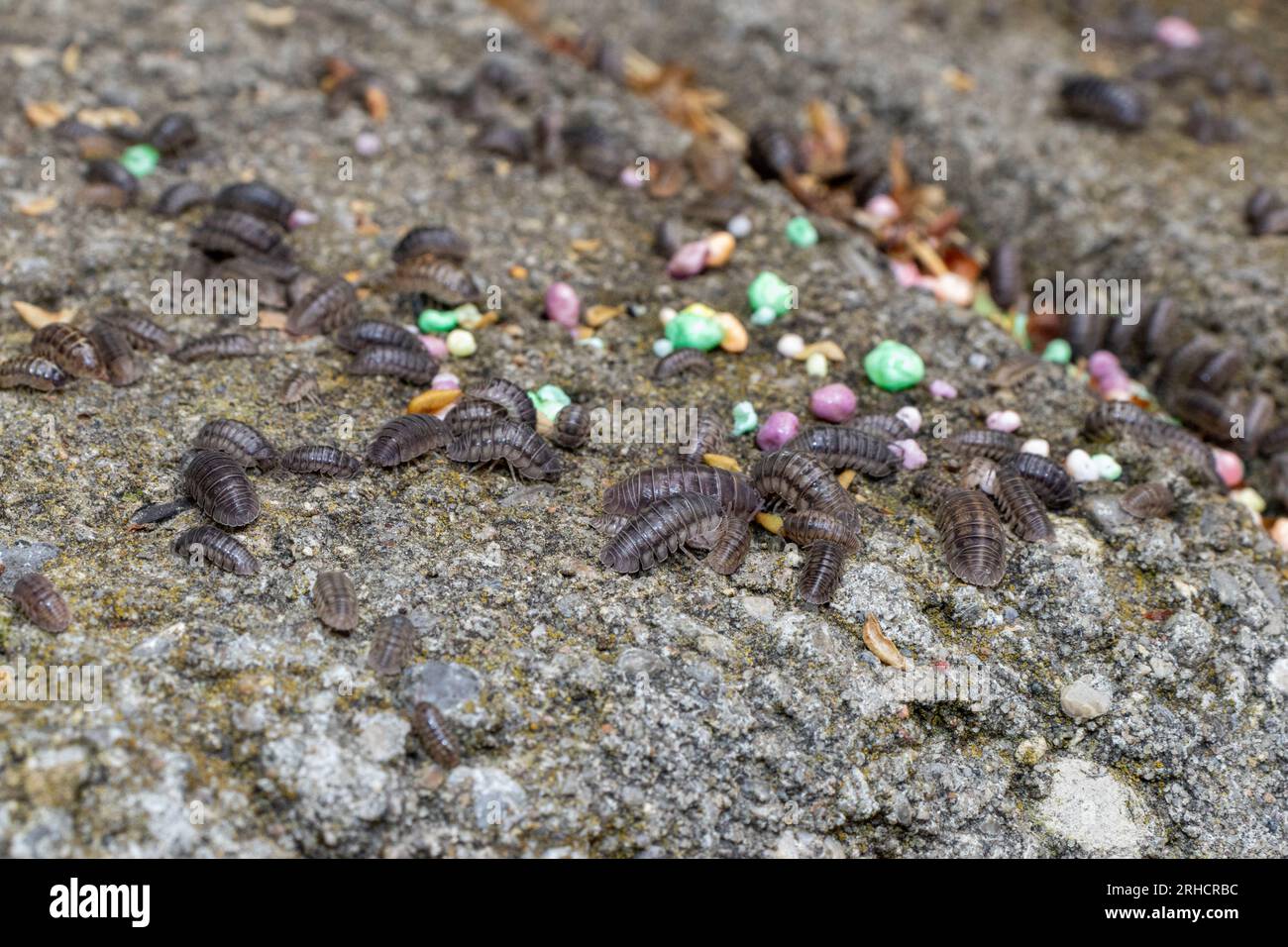 Pill bugs on gray concrete with multicolored pebbles Stock Photo Alamy