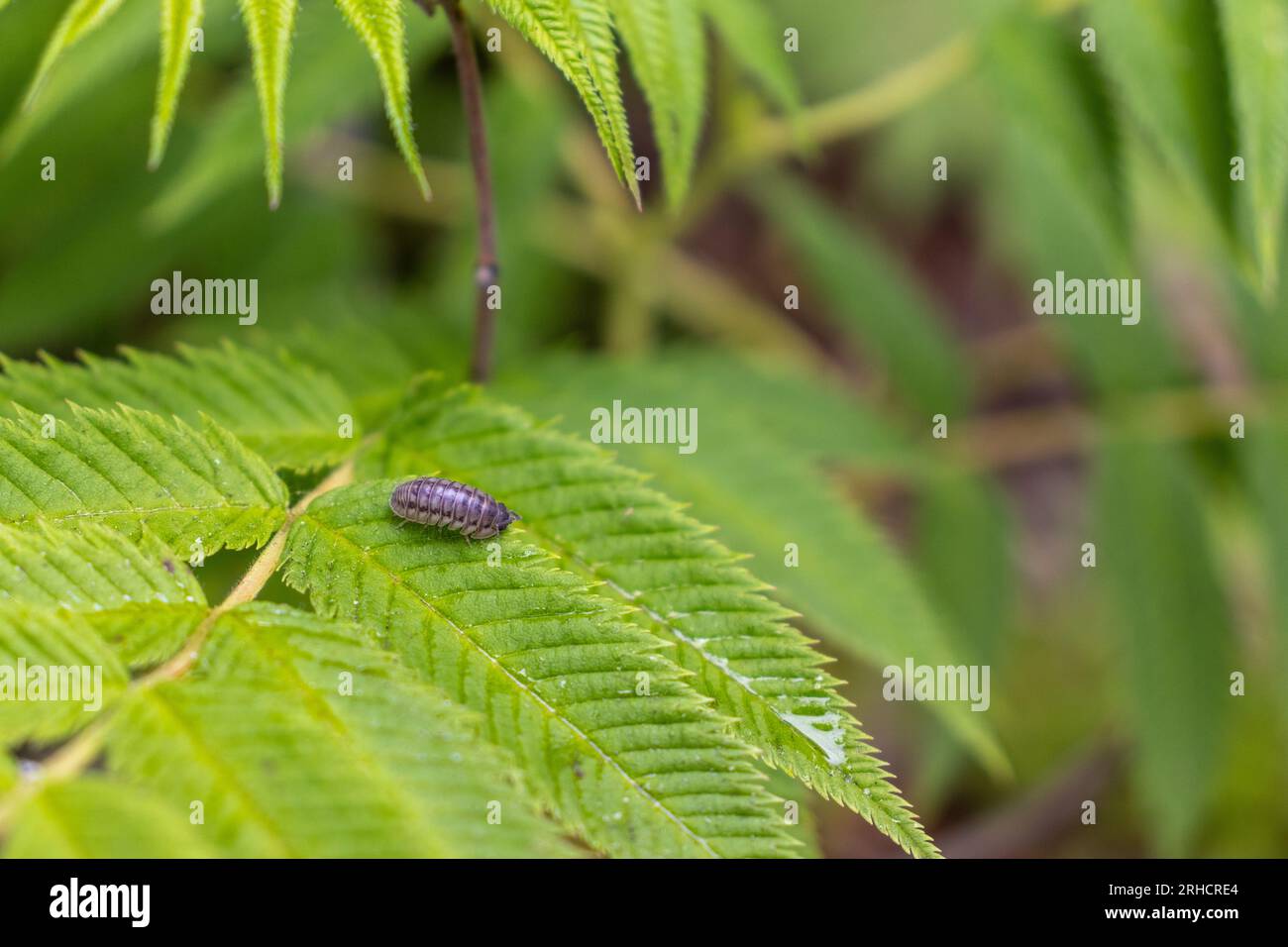 Pill bug on green leaf - blurred background Stock Photo