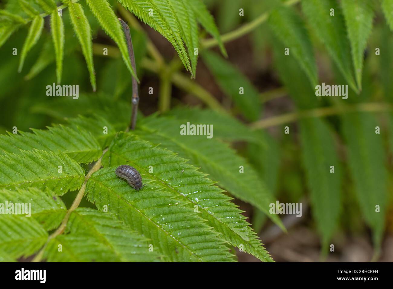 Pill bug on green leaf - blurred background Stock Photo