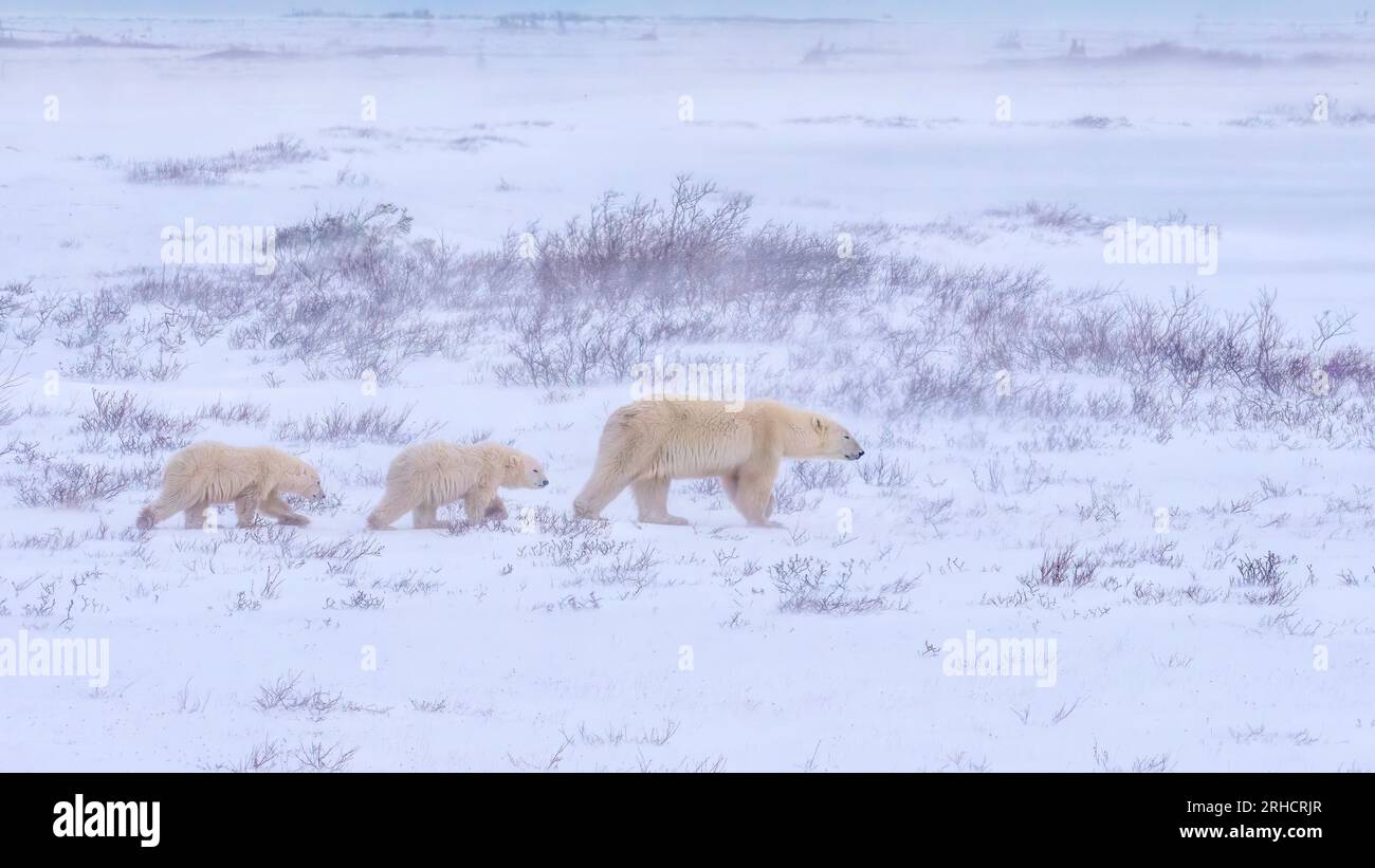 Two cute polar bear cubs follow their mother through the tundra, walking through blowing snow and strong wind conditions, near Churchill, Canada. Stock Photo