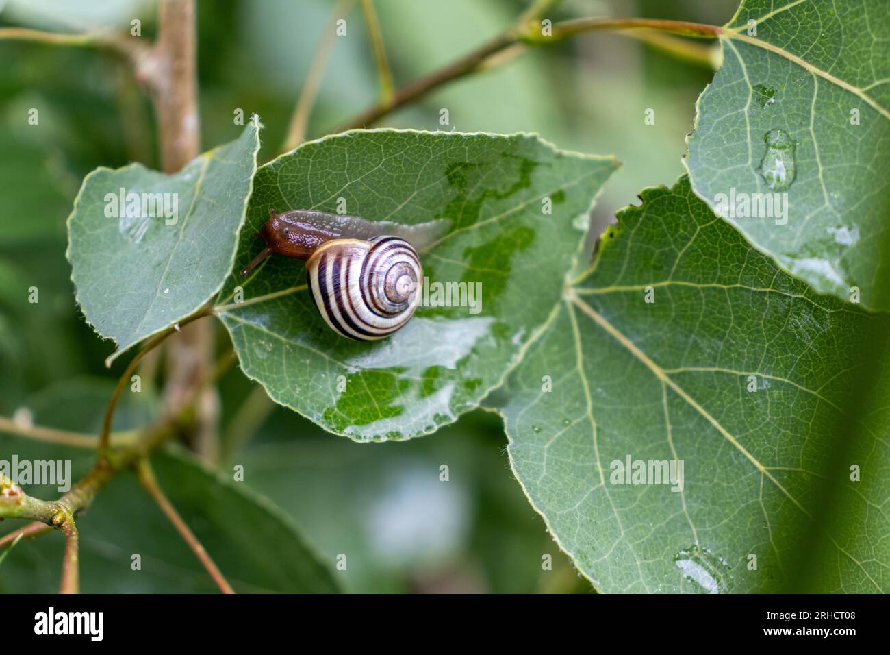 Snail on green leaf - close up shot of brown and white striped shell - jagged leaf edges - blurred green background Stock Photo