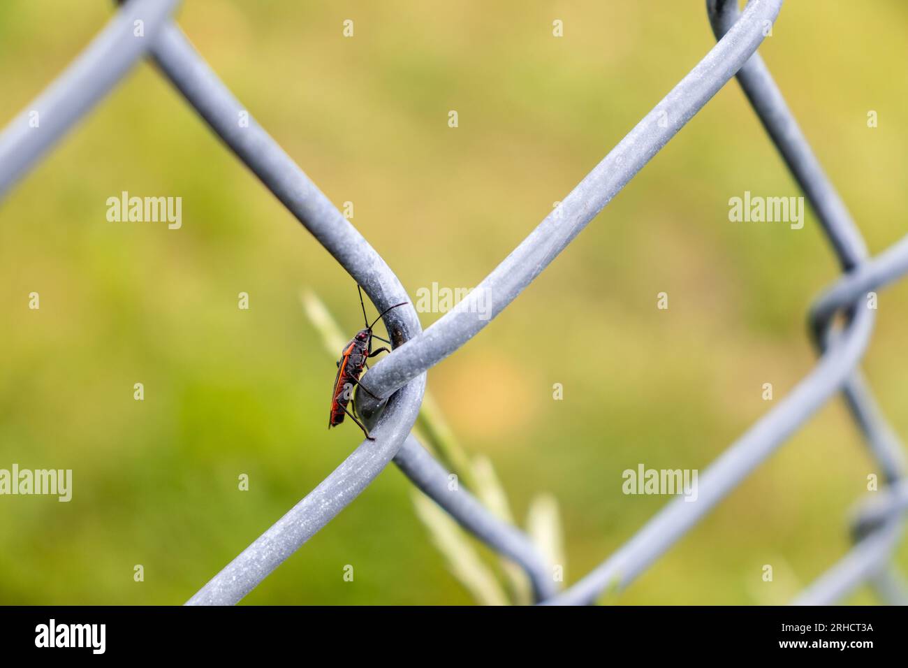 Red Shot Insect Red and black insect on chain link fence - close up shot - insect has ...