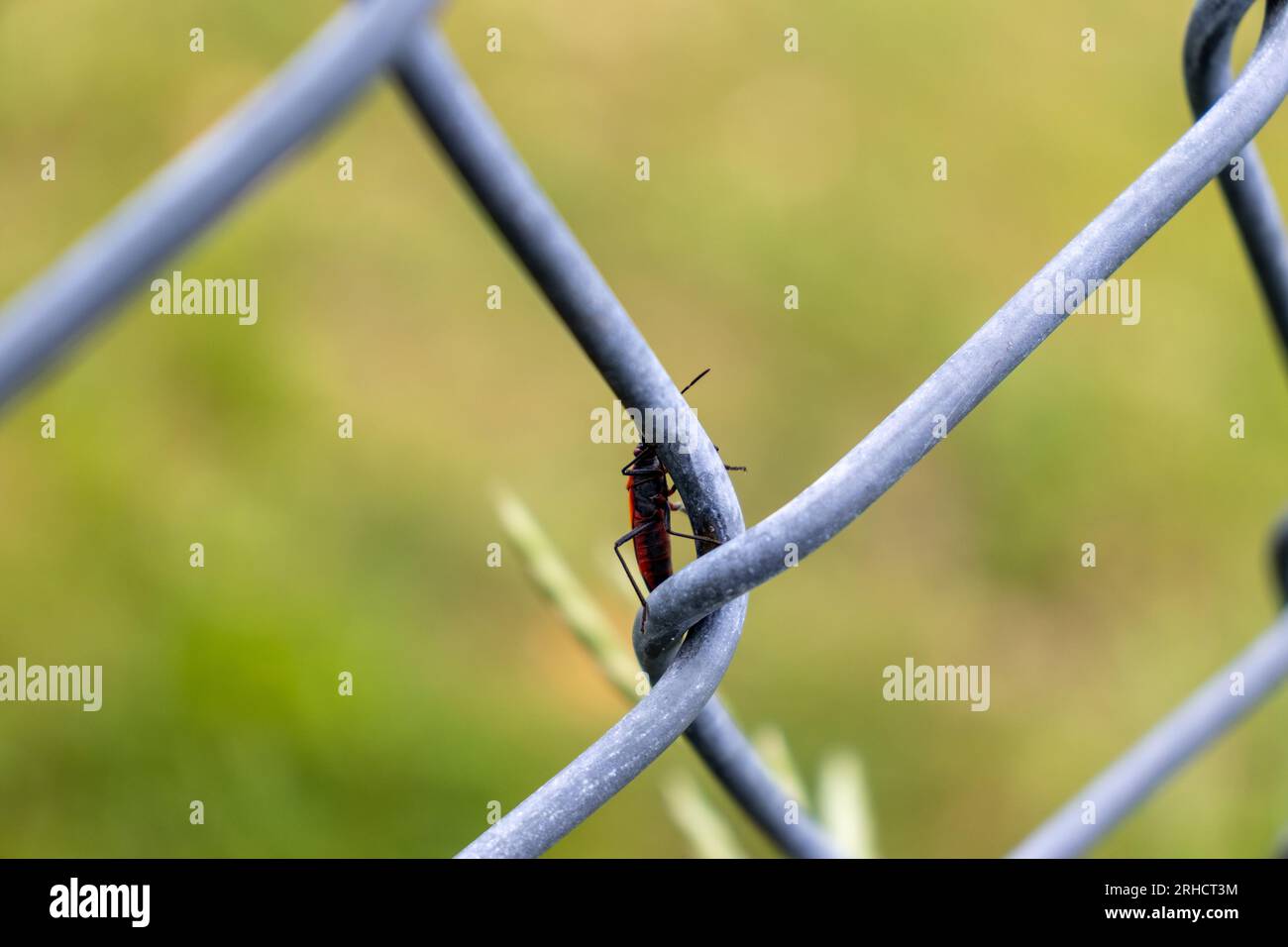 Red and black insect on chain link fence - close up shot - insect has red body and black legs and antennae - fence is gray and blurred in background - Stock Photo