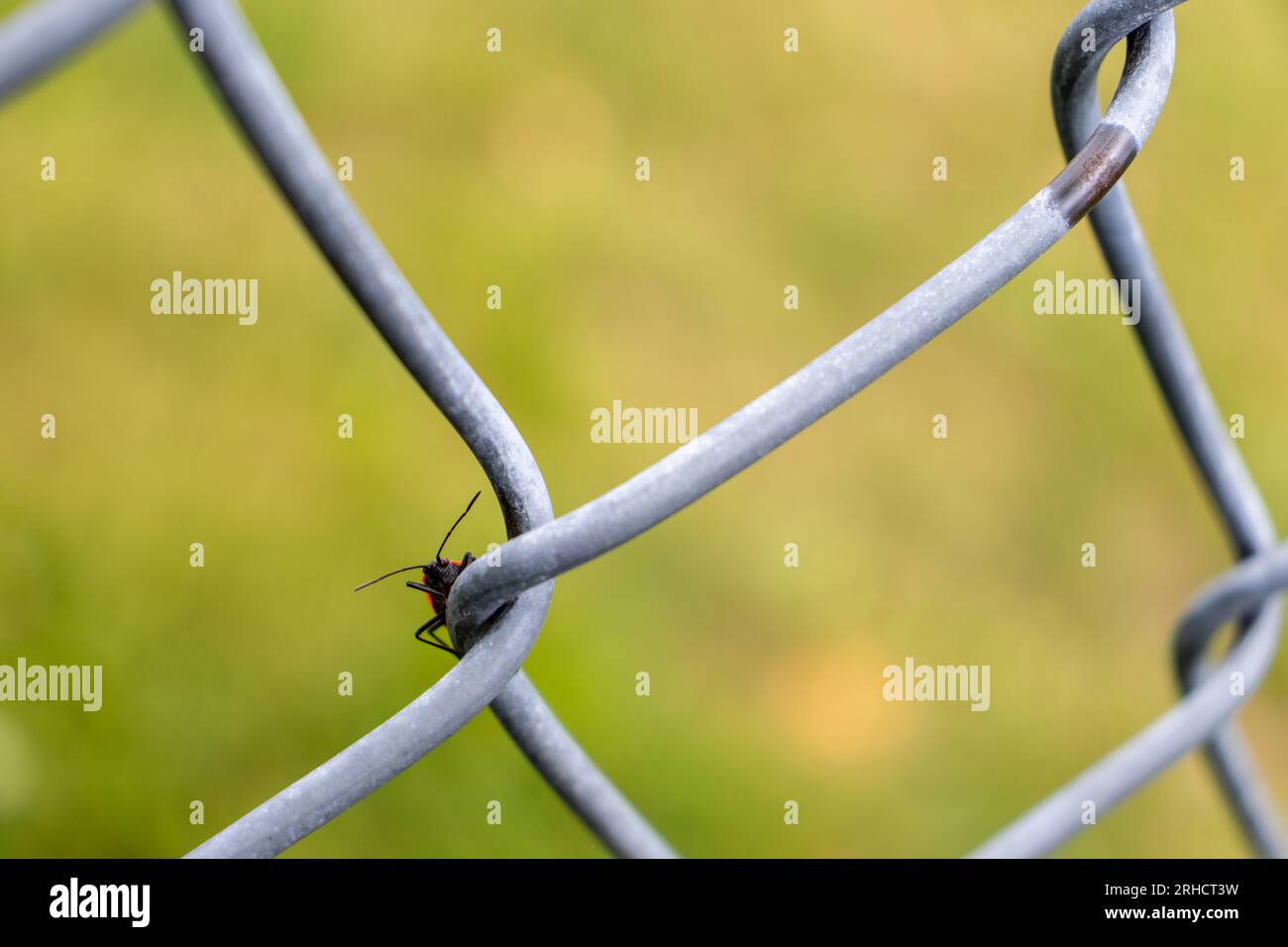 Red and black insect on chain link fence - close up shot - insect has red body and black legs and antennae - fence is gray and blurred in background - Stock Photo