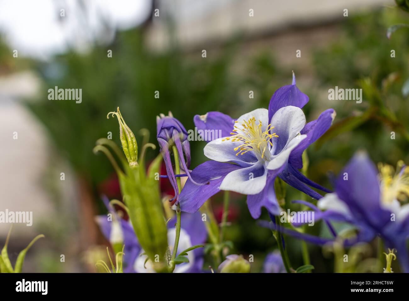 A close-up of purple and white columbine flower - five petals with white tips and white center - yellow stamens - blurred green background - garden or Stock Photo