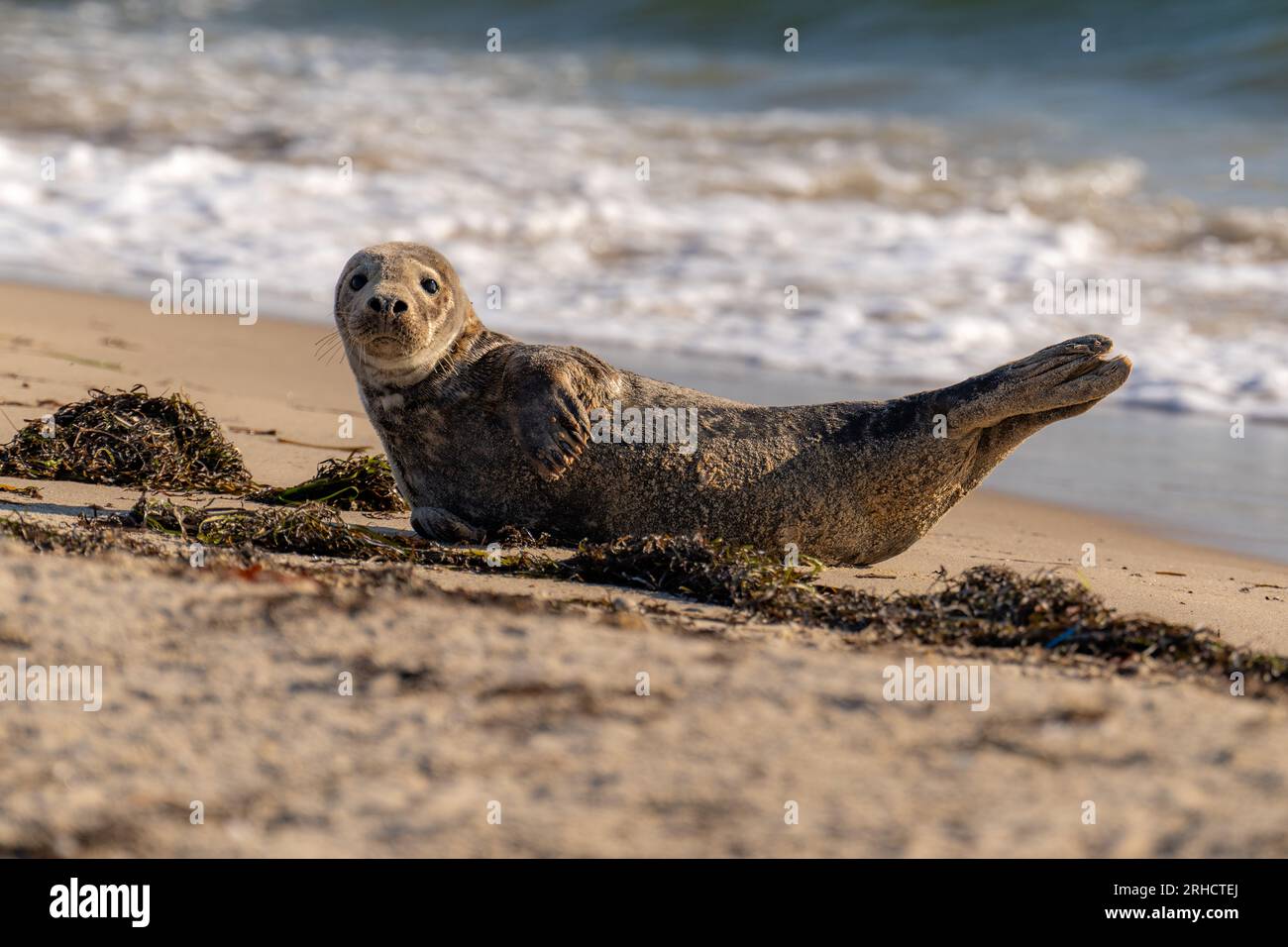 Seal resting on the beach at the north end of Block Island, Rhode Island, August 2023. Stock Photo