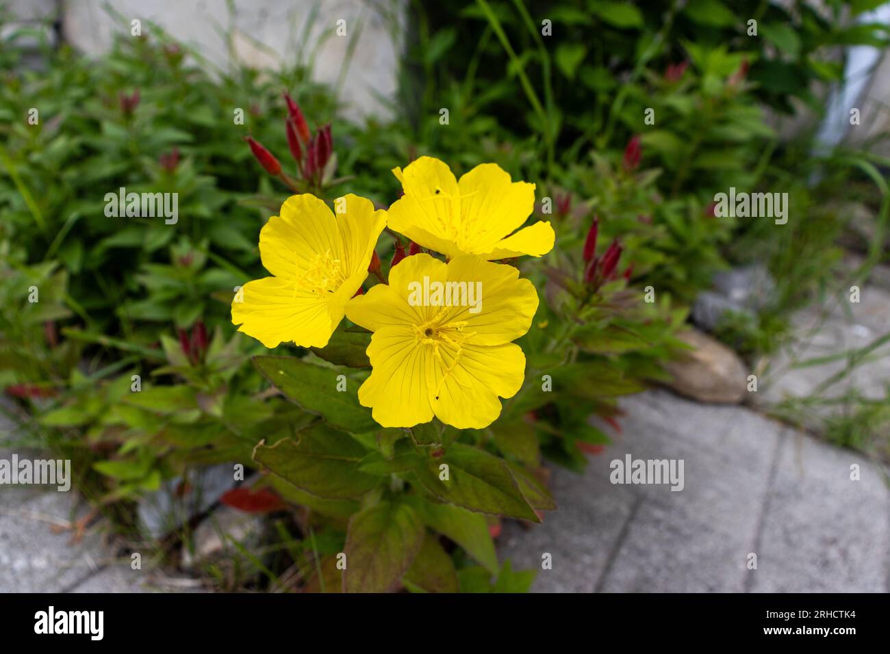 Yellow flower with four petals - in focus and center of image - darker yellow center and overlapping petals - green and red out of focus background - Stock Photo