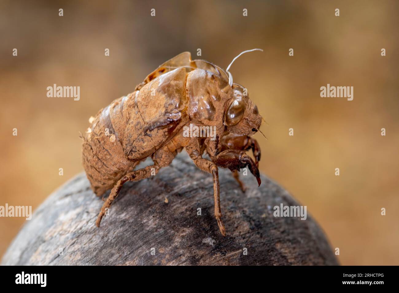 Empty Cicada shell after the cicada molted out of it. Stock Photo