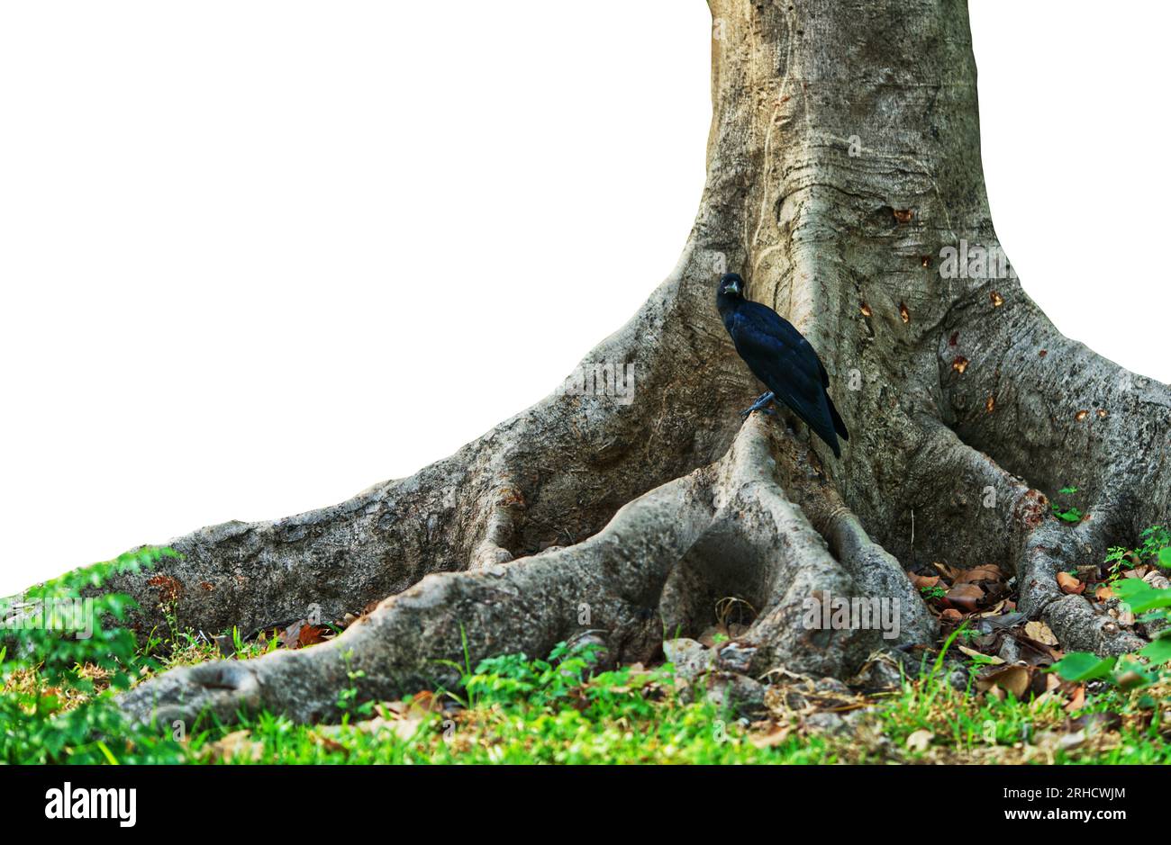 Isolated tree trunk on white background, big tree trunk and a crow. Stock Photo