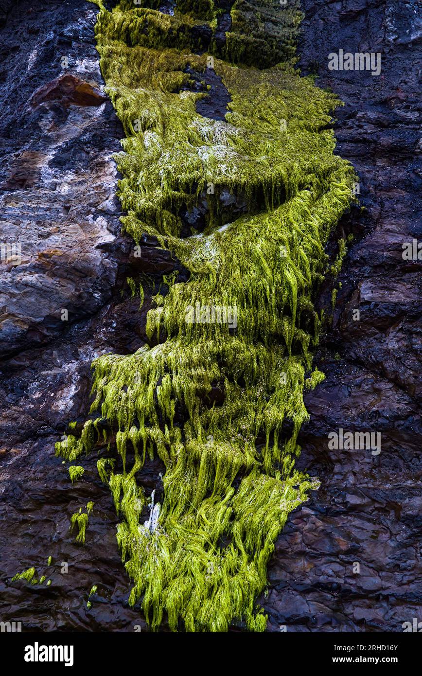 Green moss on the rock wall. Stock Photo