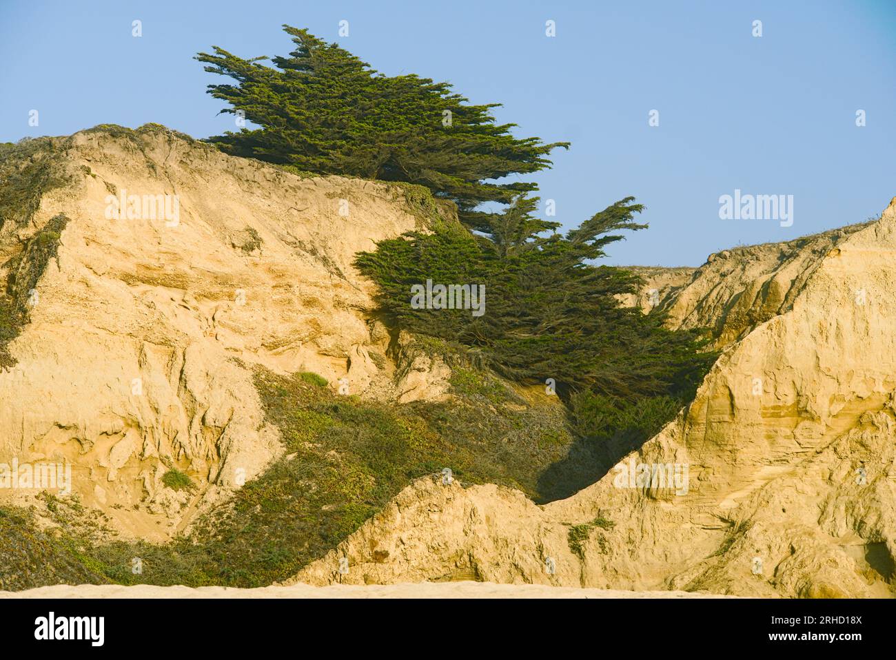 Cypress trees on the costal cliffs along costal trail in Half Moon Bay. Stock Photo